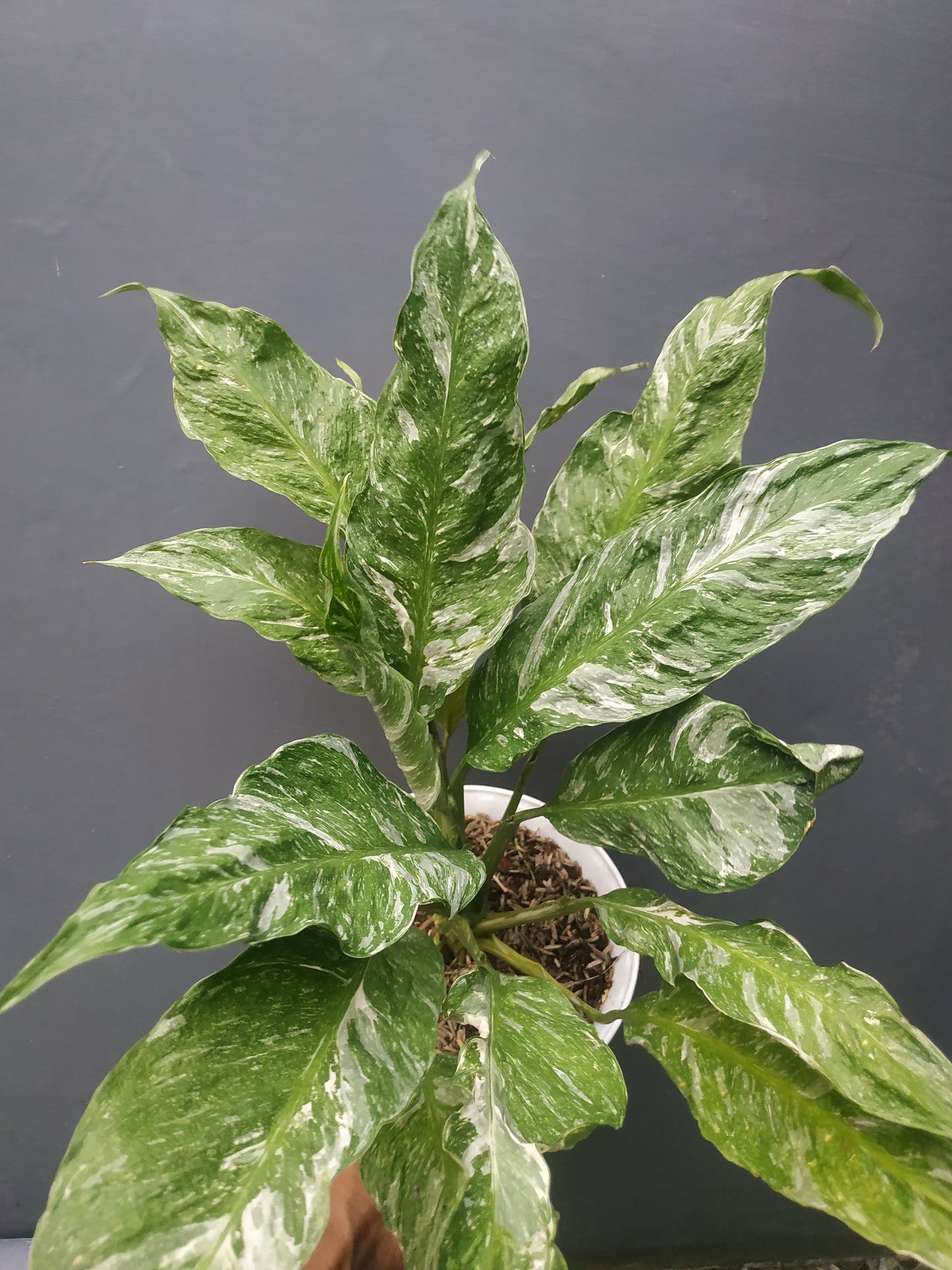 Spathiphyllum Peace Lily Domino