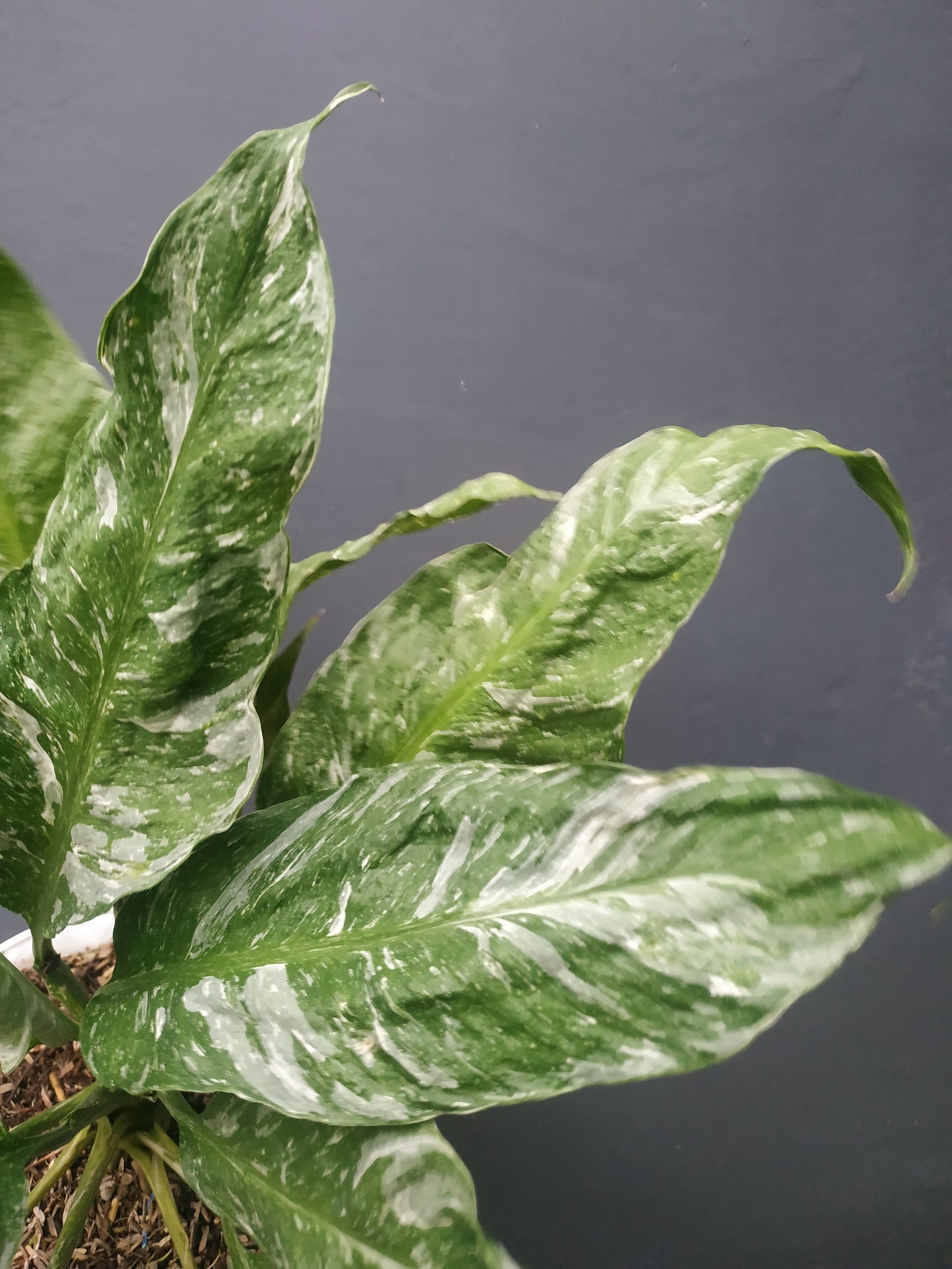 Spathiphyllum Peace Lily Domino