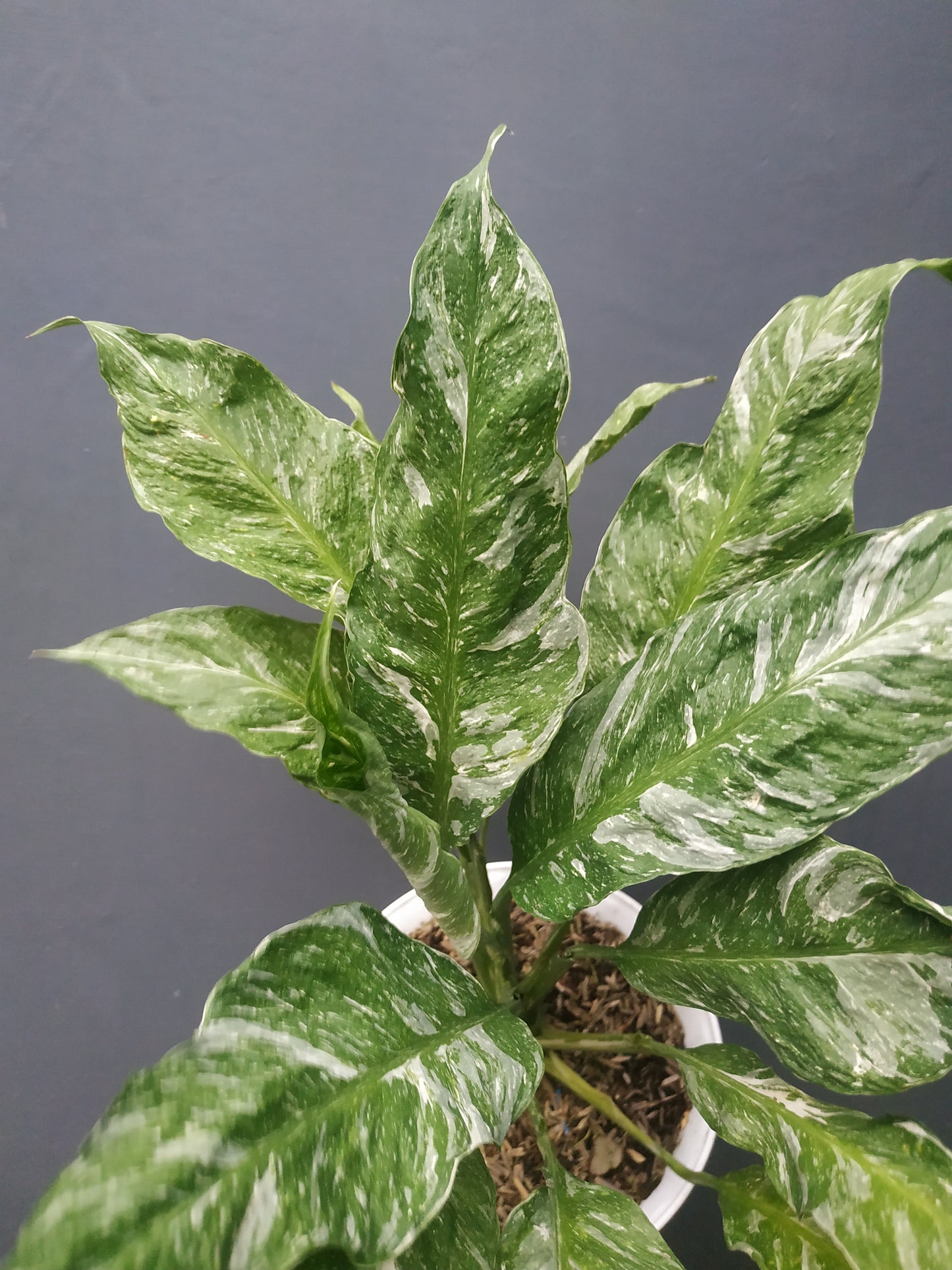 Spathiphyllum Peace Lily Domino