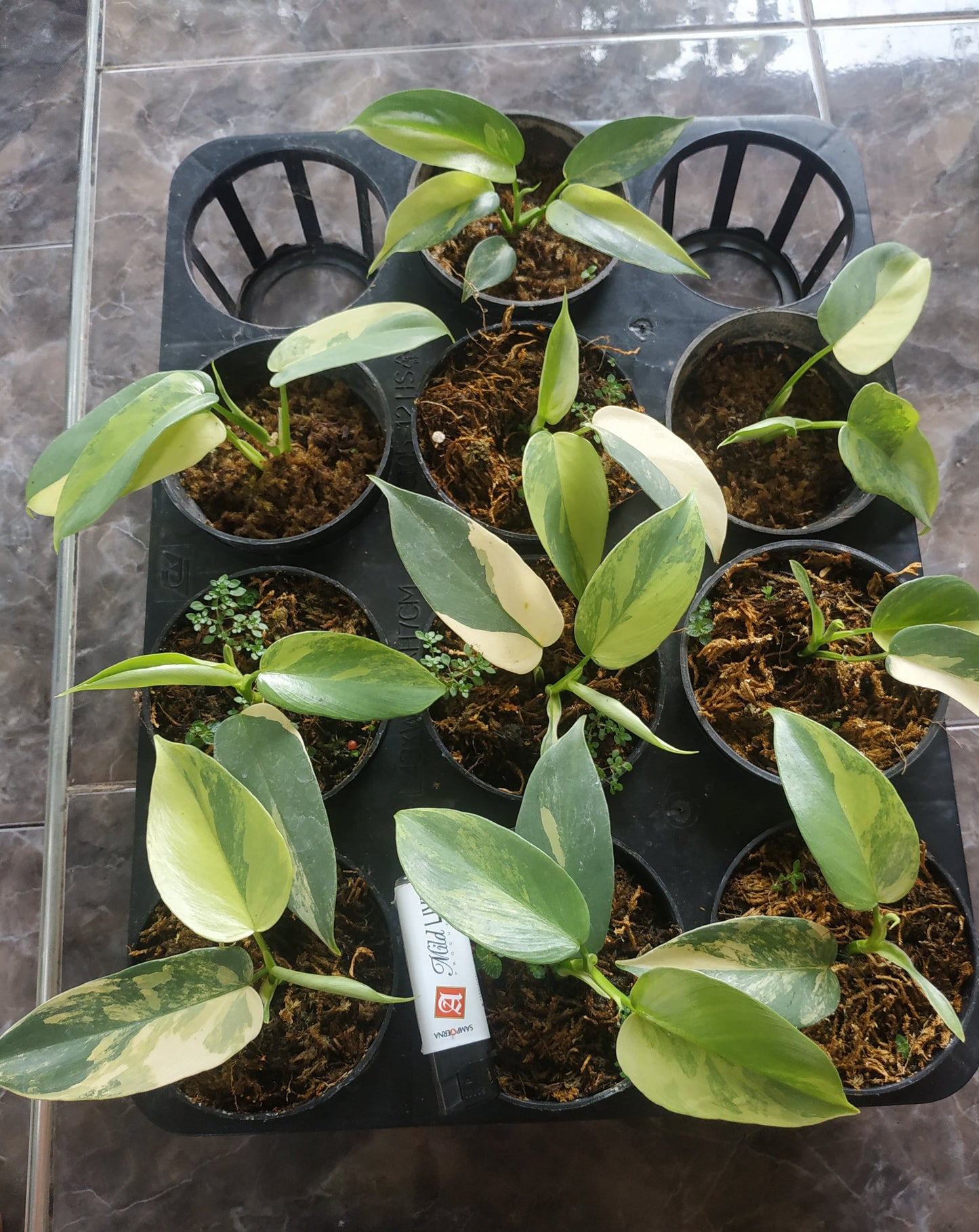 Wholesale 10x Philodendron Bipennifolium Violin Small