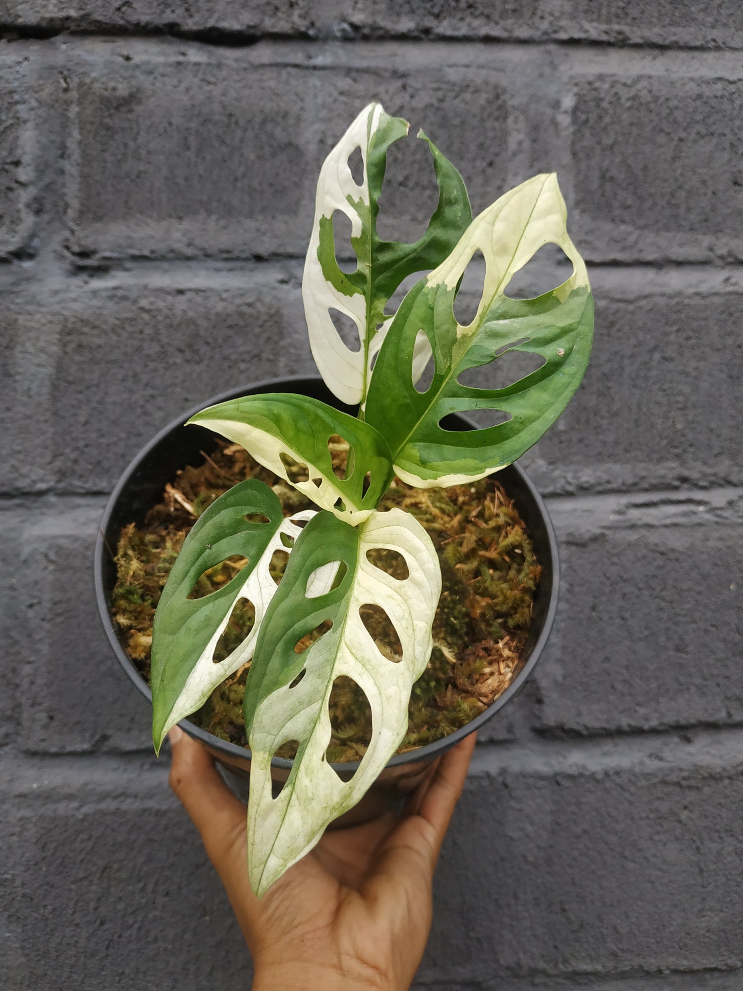 Wholesale 10x Monstera Adansonii Albo Variegated