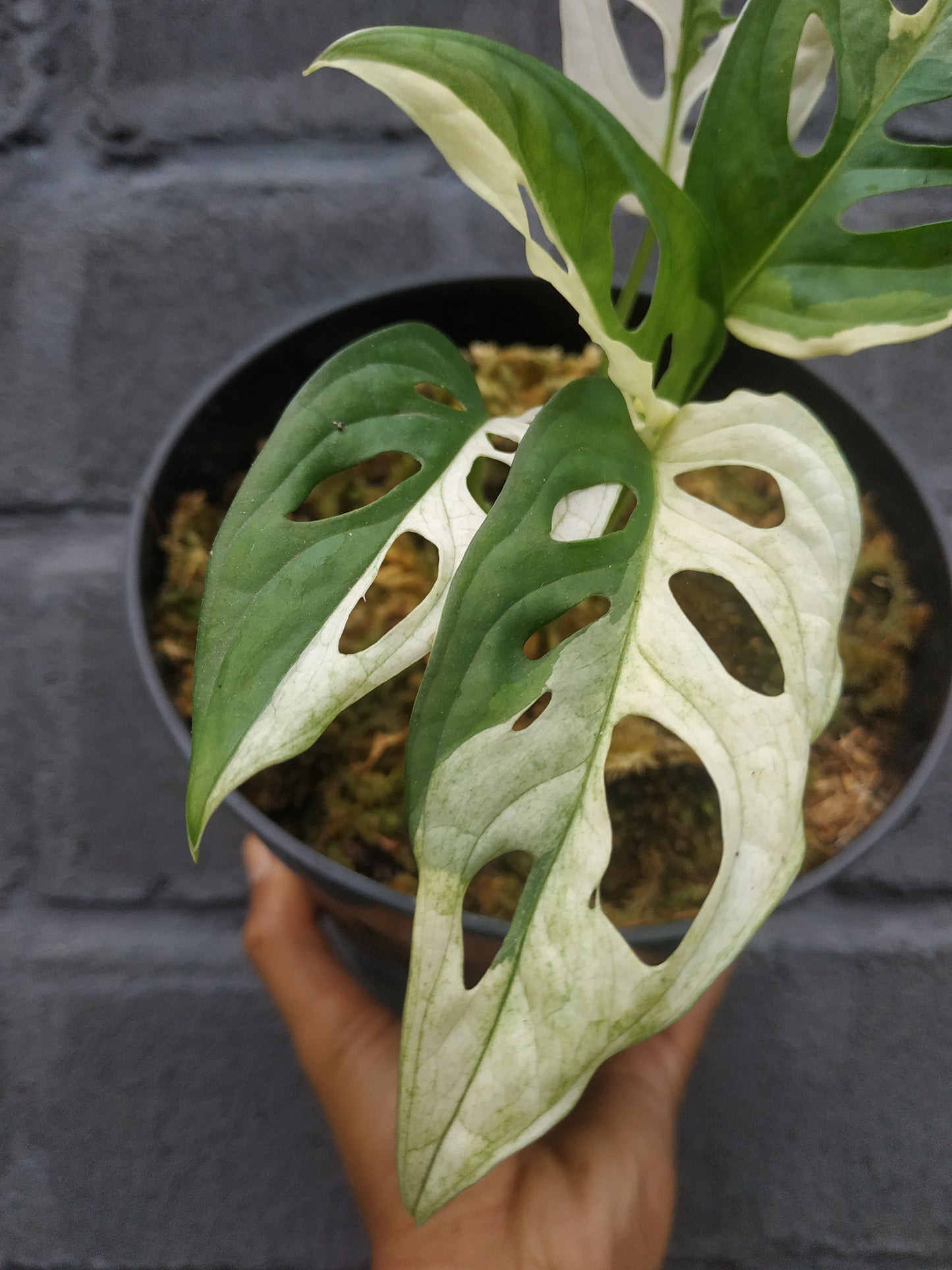 Wholesale 10x Monstera Adansonii Albo Variegated