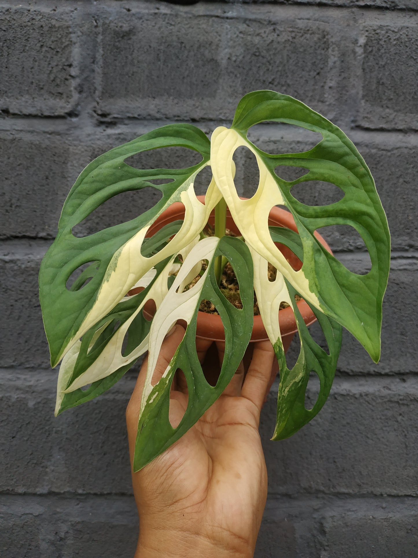 Monstera Adansonii Giant Albo Variegated