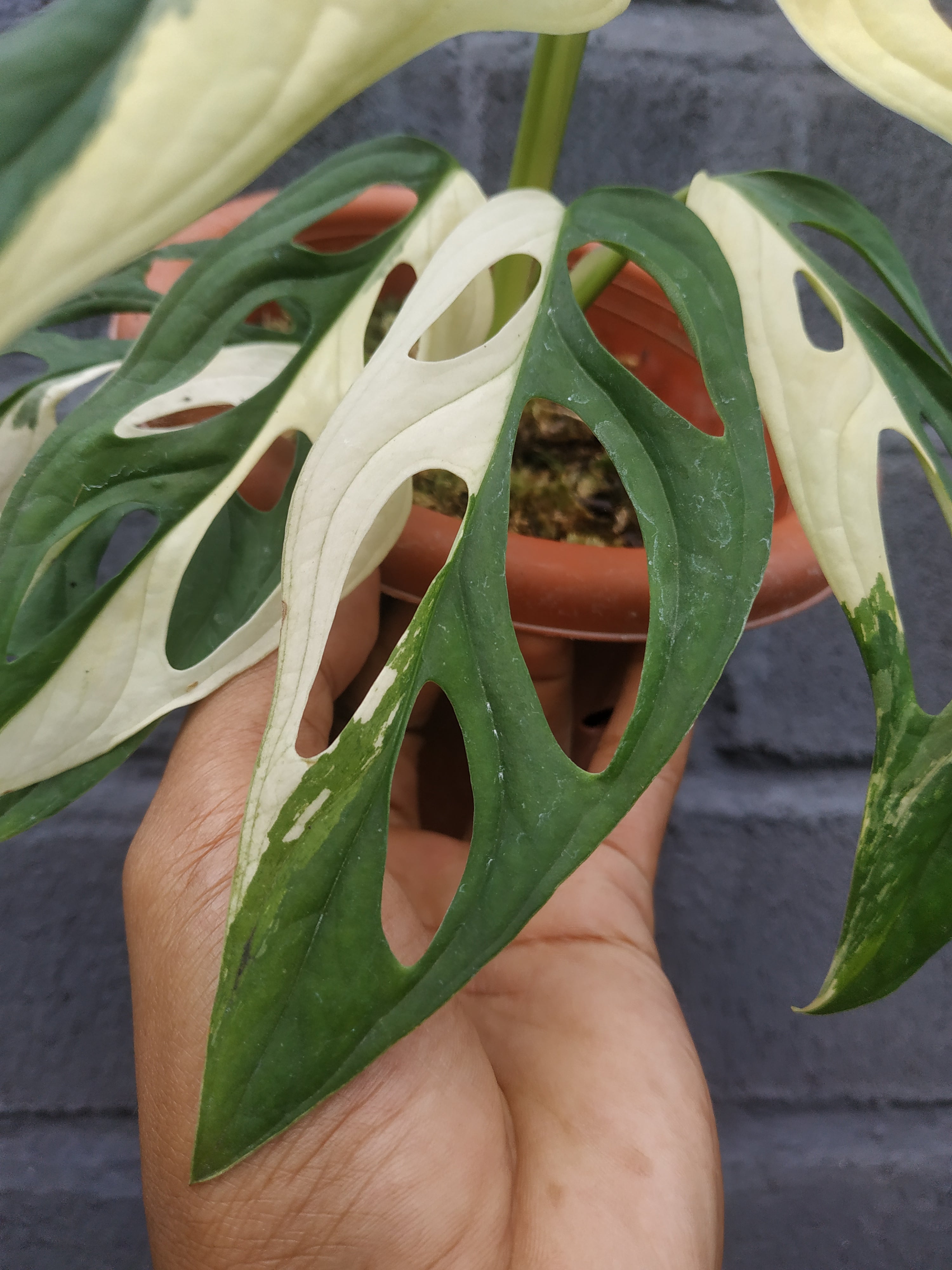 Monstera Adansonii Giant Albo Variegated