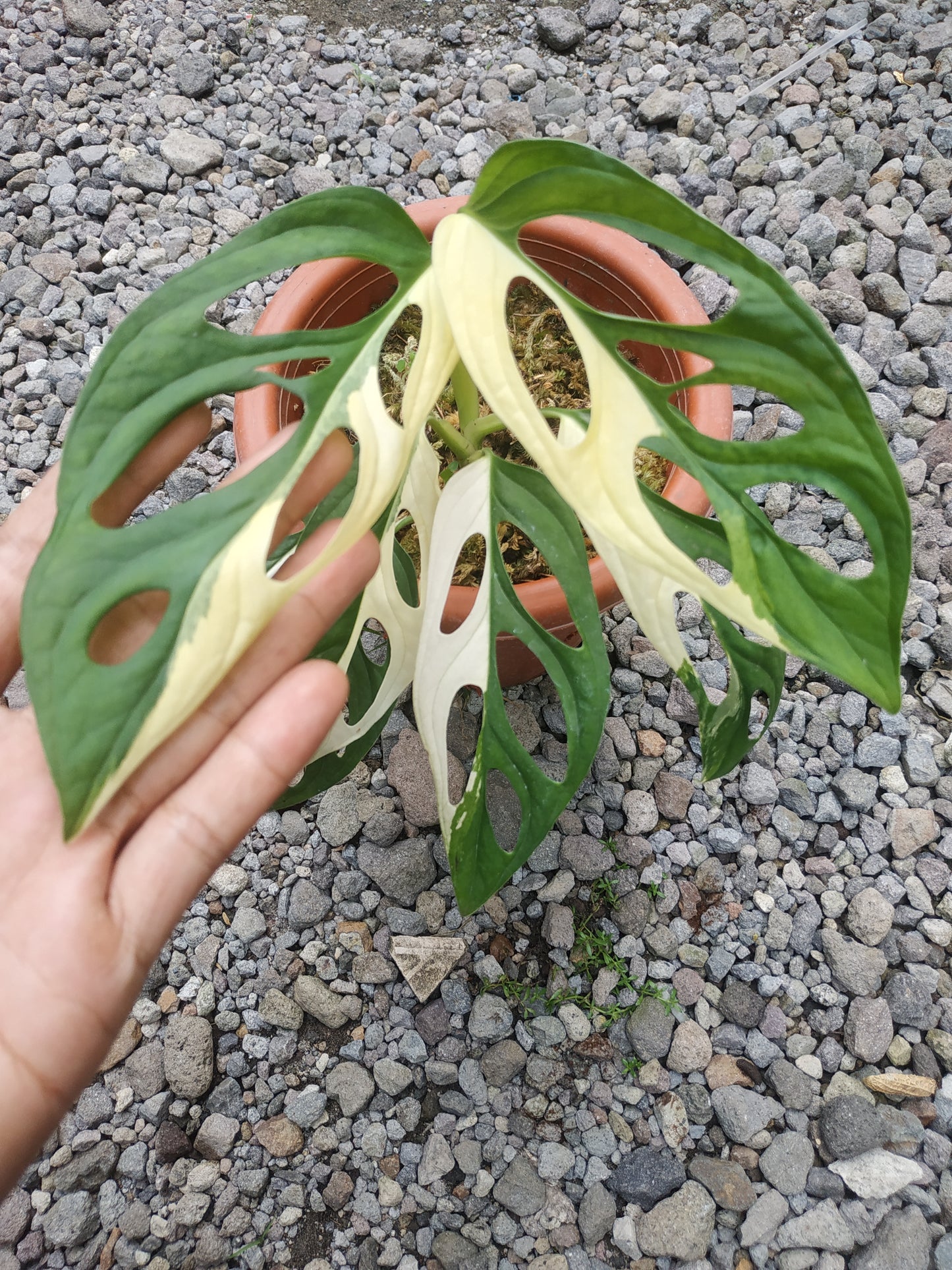 Monstera Adansonii Giant Albo Variegated