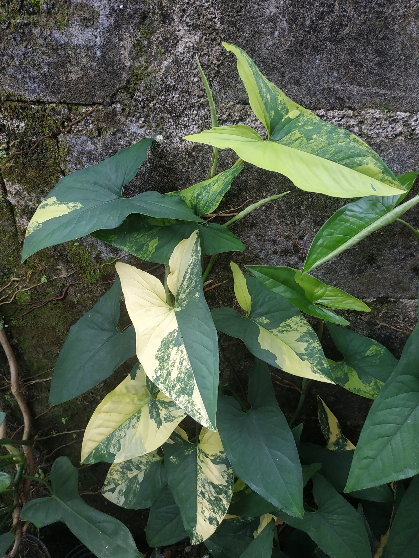 Syngonium Aurea Variegated