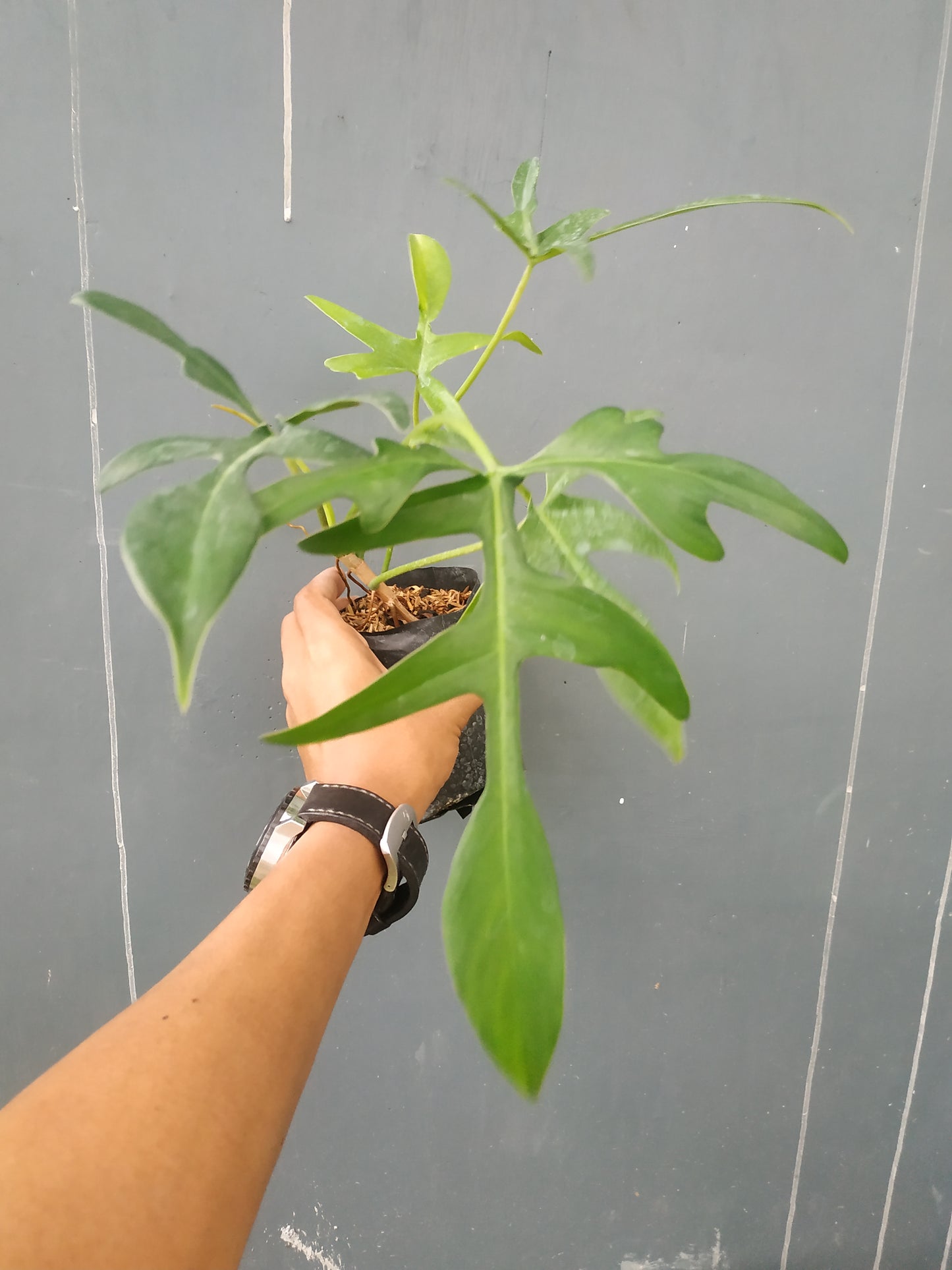 Philodendron Gladhands