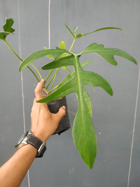 Philodendron Gladhands