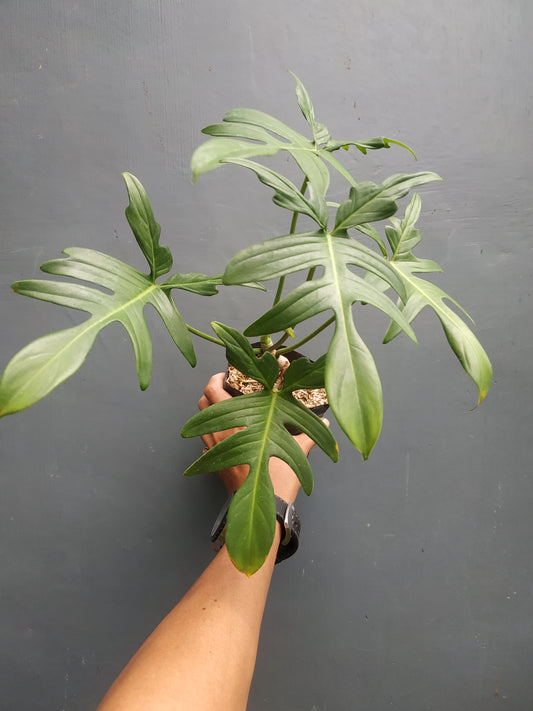 Philodendron Pedatum