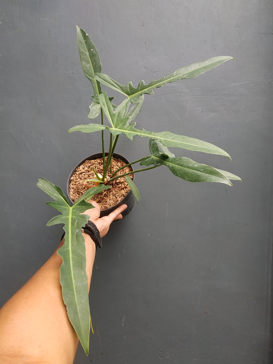 Philodendron Longilobatum
