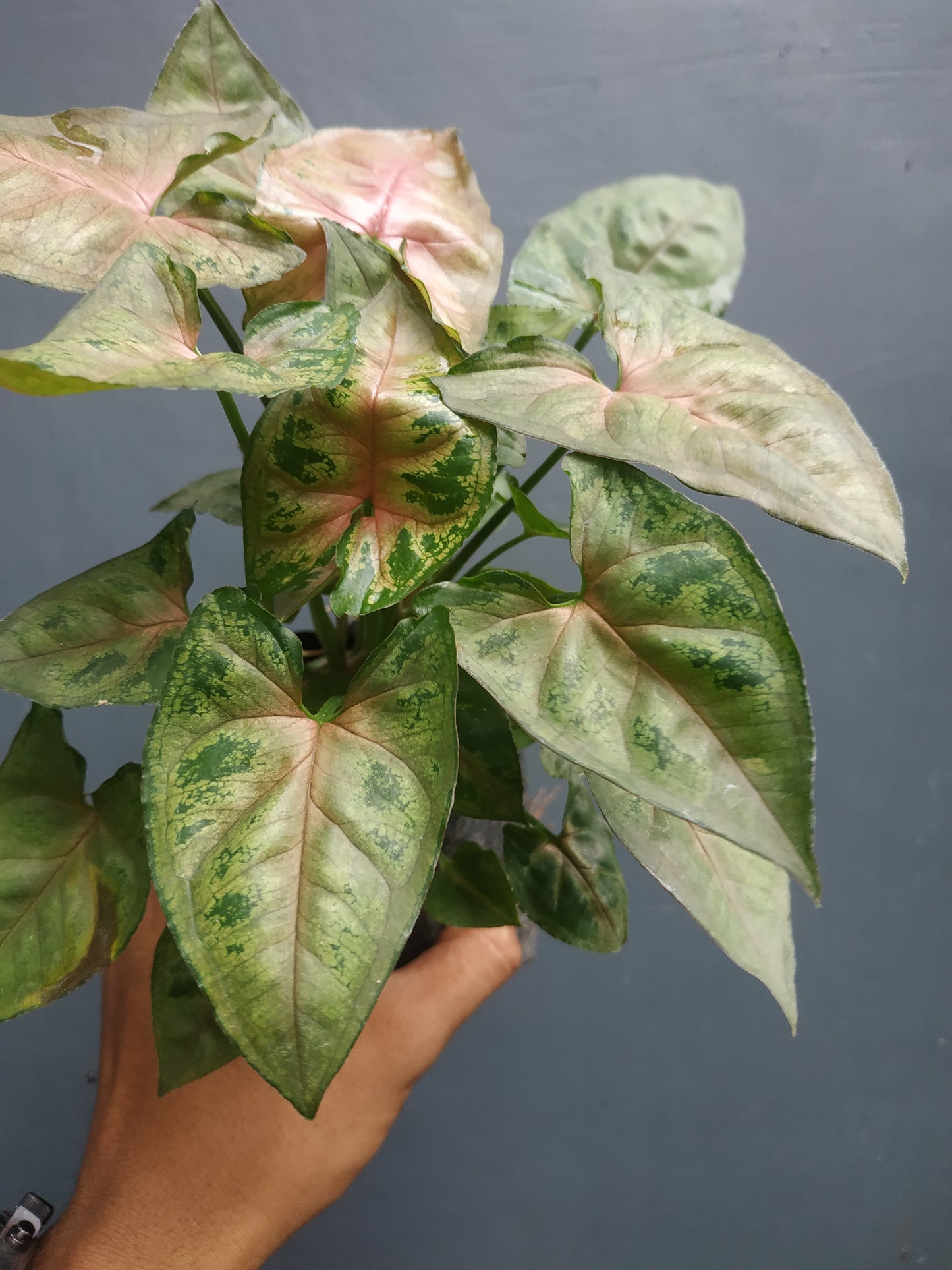 Syngonium Christmas a. k. a Maria Allusion