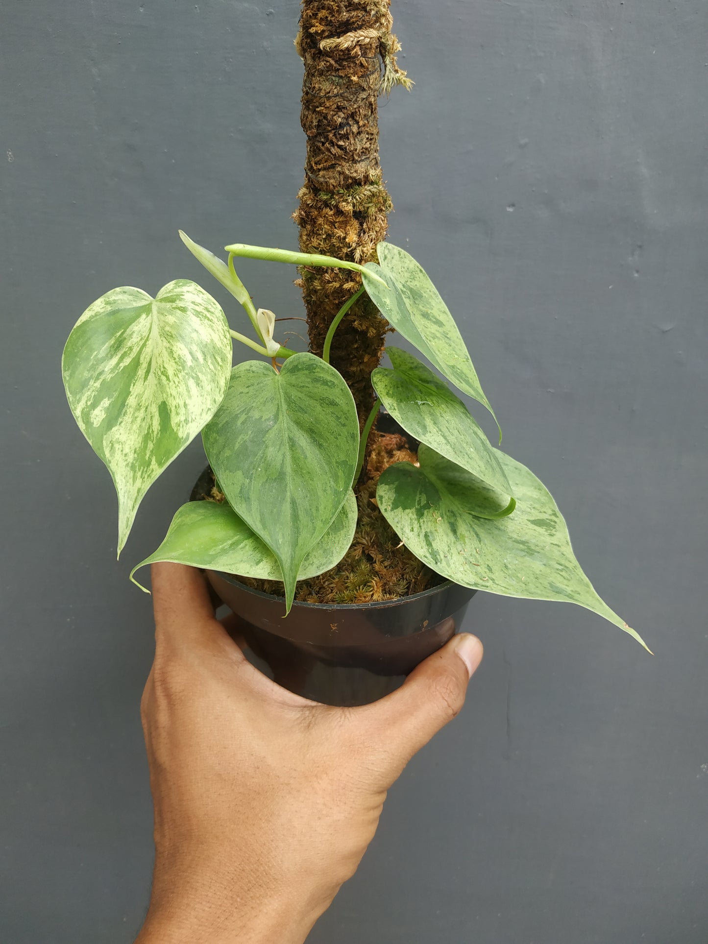 Philodendron Hederaceum Heartleaf Variegated