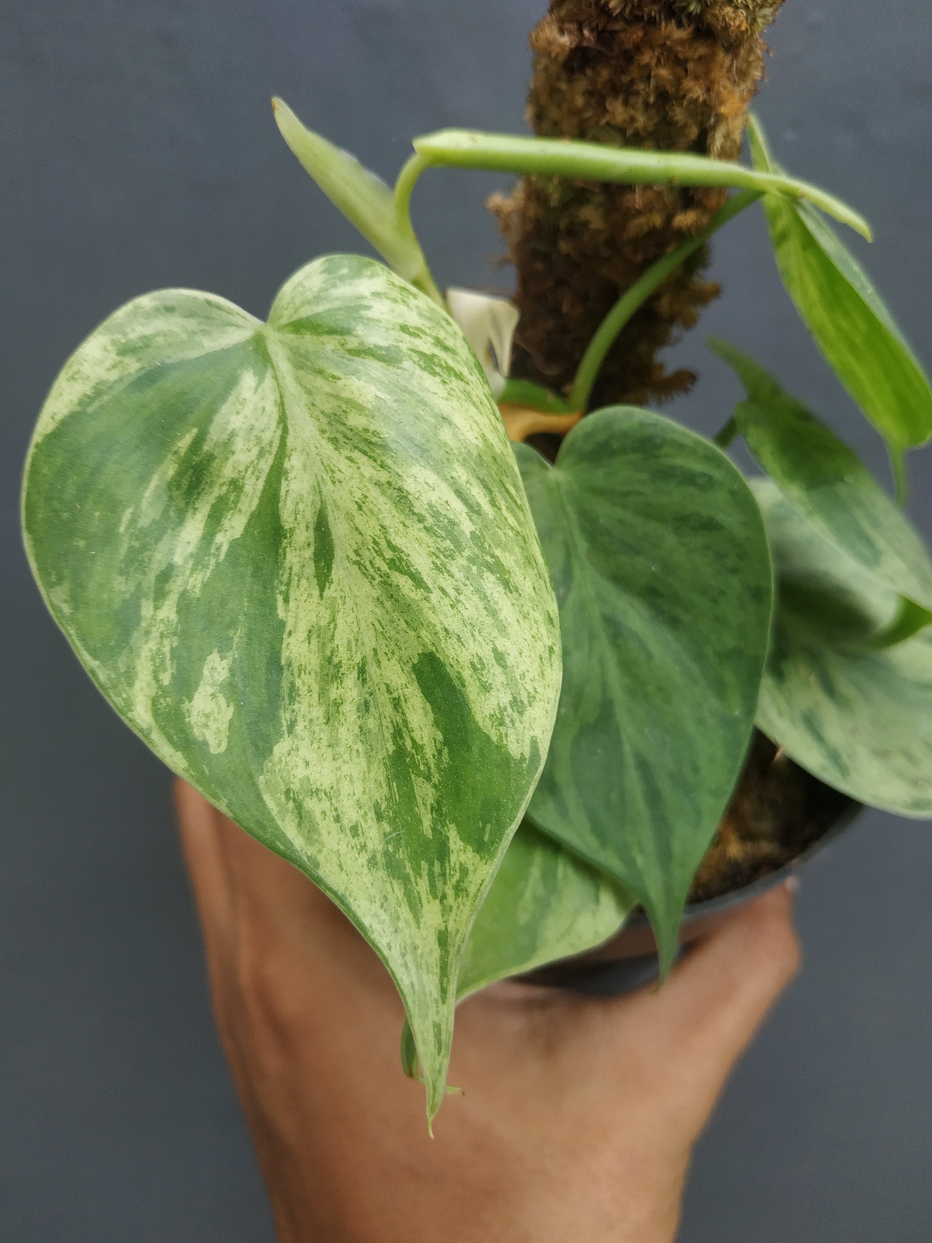 Variegated store Philodendron Hederaceum