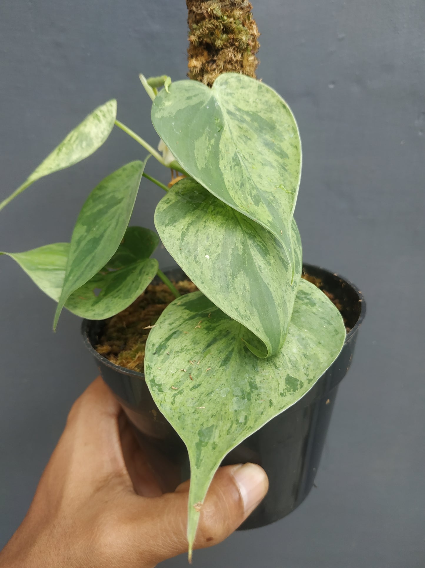 Philodendron Hederaceum Heartleaf Variegated