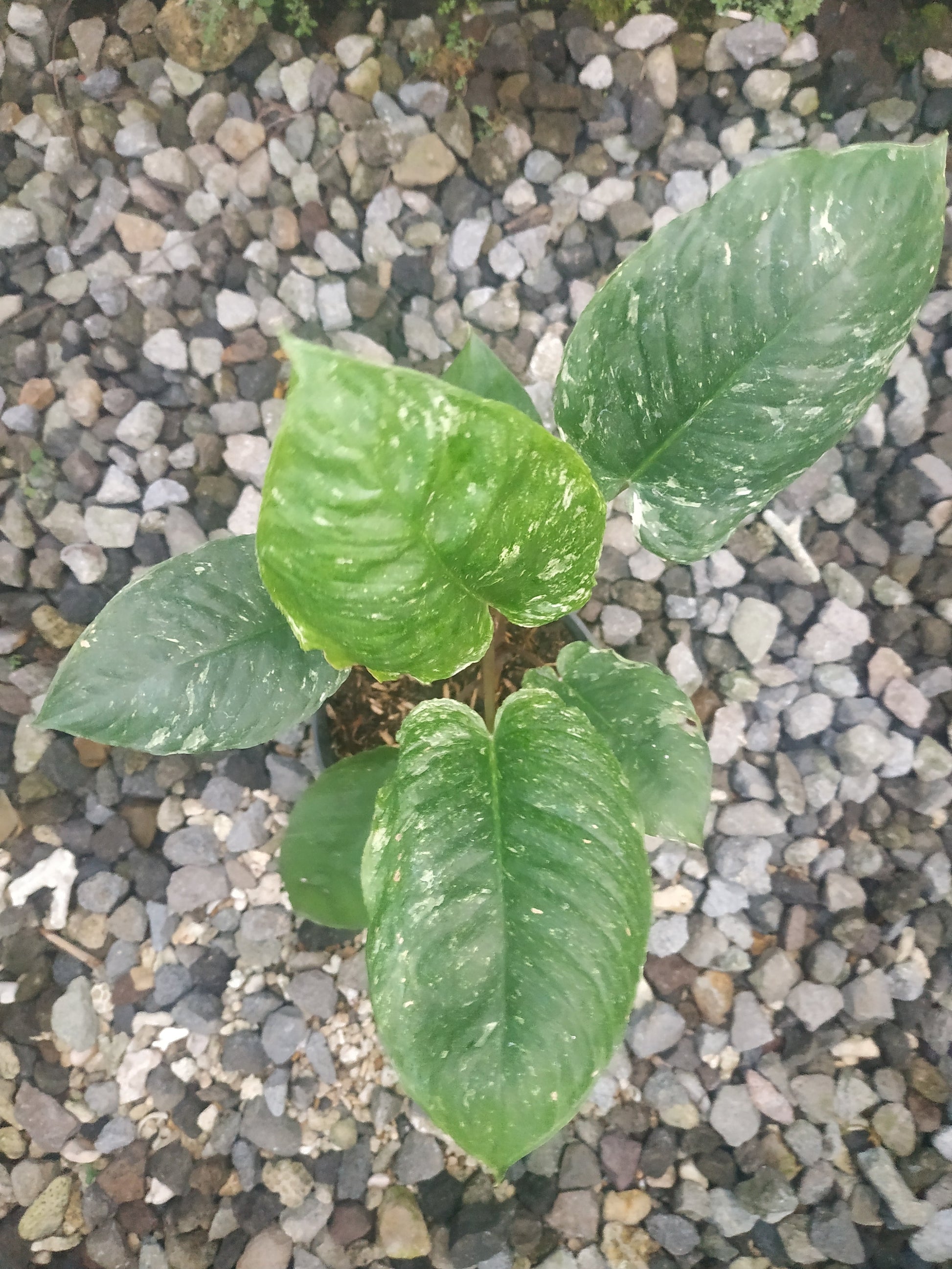 Homalomena sp borneo variegated, live Homalomena sp borneo variegated, live Homalomena sp borneo variegated plants, rare Homalomena sp borneo variegated, rare Homalomena sp borneo variegated, live plants Homalomena sp borneo variegated, tropical Homalomena sp borneo variegated live plants, wholesale Homalomena sp borneo variegated, outdoor plant, indoor plants, winter plants, summer plants, spring plants, houseplants, rare Homalomena sp borneo variegated live plants