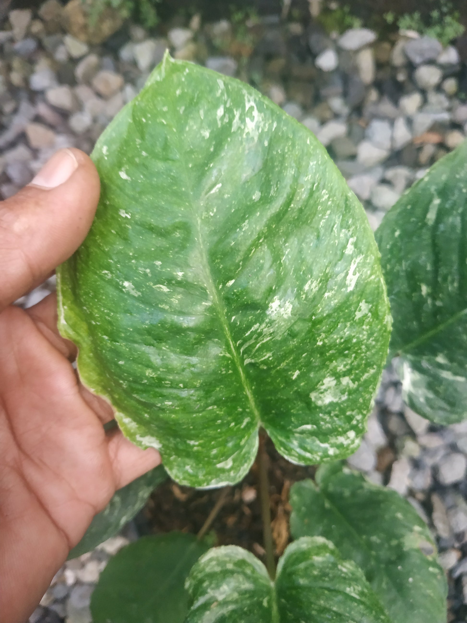 Homalomena sp borneo variegated, live Homalomena sp borneo variegated, live Homalomena sp borneo variegated plants, rare Homalomena sp borneo variegated, rare Homalomena sp borneo variegated, live plants Homalomena sp borneo variegated, tropical Homalomena sp borneo variegated live plants, wholesale Homalomena sp borneo variegated, outdoor plant, indoor plants, winter plants, summer plants, spring plants, houseplants, rare Homalomena sp borneo variegated live plants