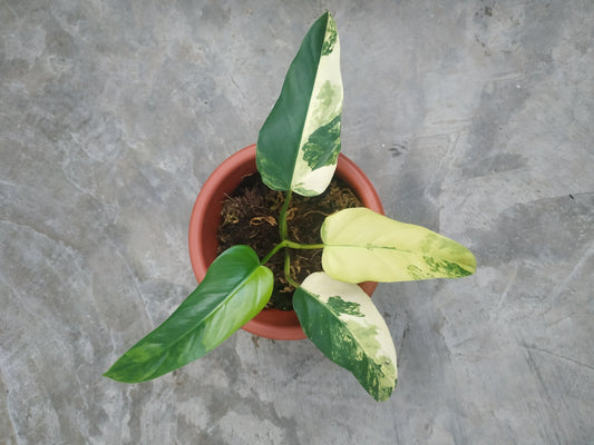 Philodendron Domesticum Variegated