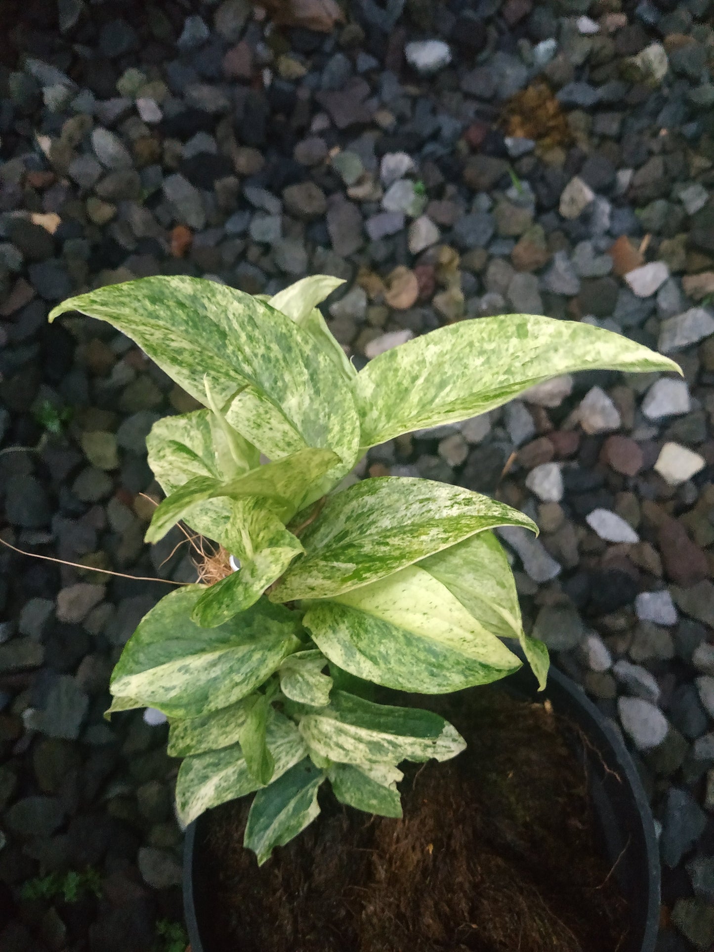 Rhaphidophora Korthalsii Variegated