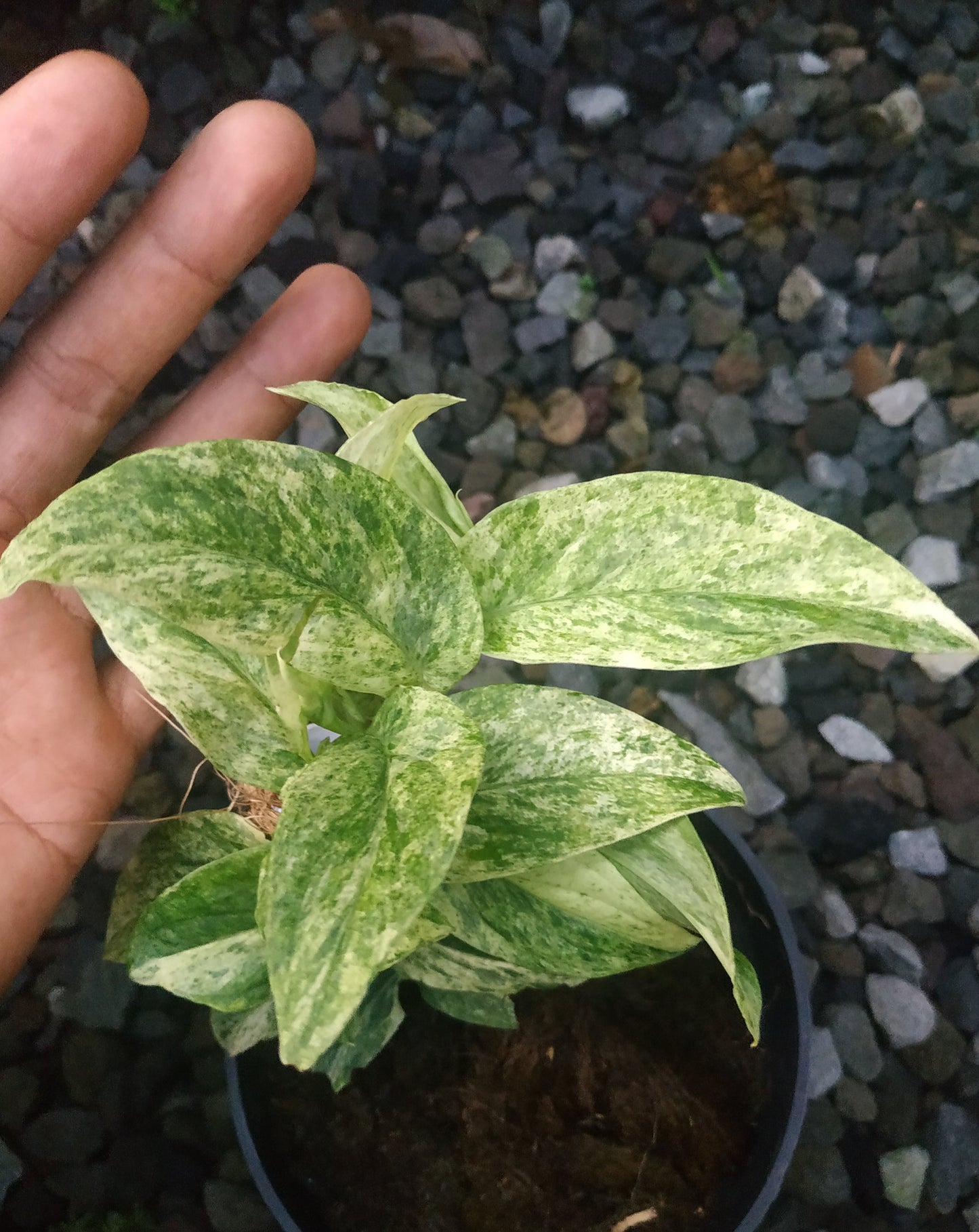 Rhaphidophora Korthalsii Variegated