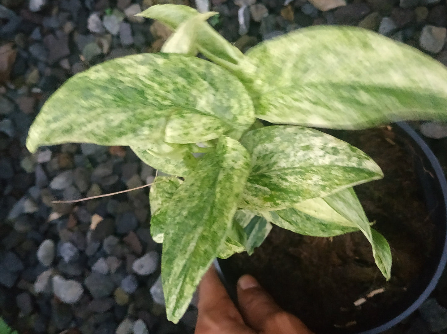 Rhaphidophora Korthalsii Variegated