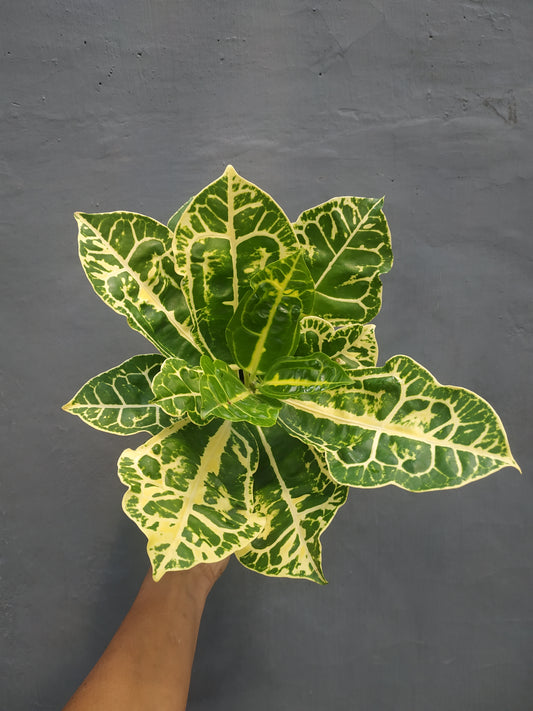 croton, croton yellow turtle, live croton yellow turtle, rare croton yellow turtle plants, rare croton yellow turtle, tropical croton yellow turtle live plants, wholesale croton yellow turtle, outdoor plant, indoor plants, winter plants, summer plants, spring plants, houseplants, rare croton yellow turtle plants, live croton yellow turtle rare plants