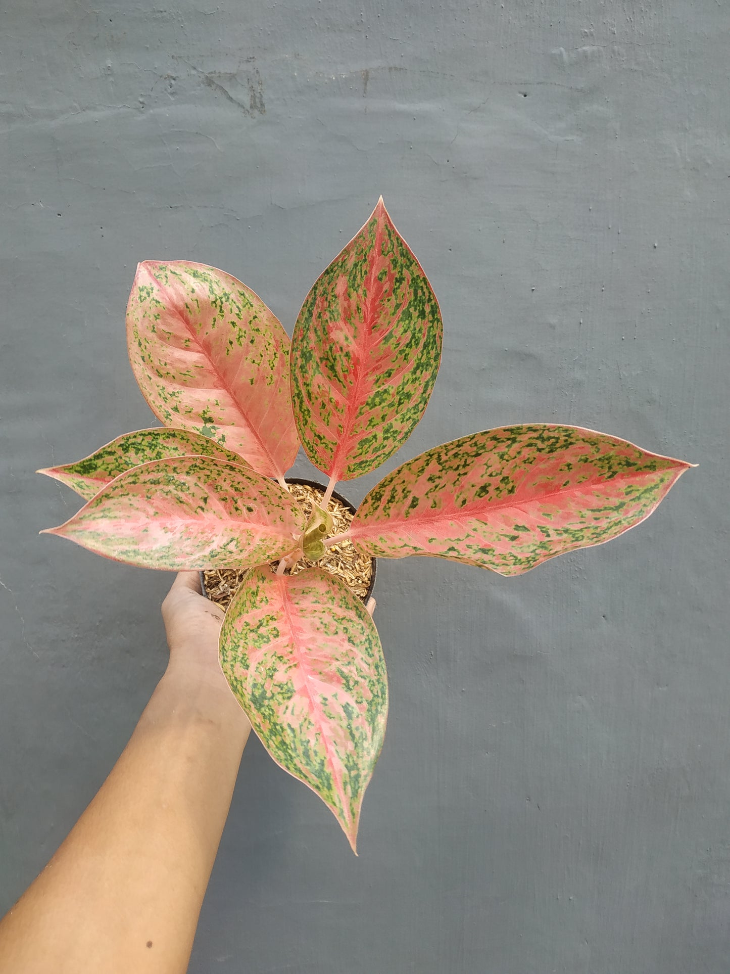 Aglaonema sexylia, live aglaonema sexylia, live aglaonema sexylia plants, rare aglaonema sexylia, rare aglaonema sexylia live plants, tropical aglaonema sexylia live plants, wholesale aglaonema sexylia, outdoor plant, indoor plants, winter plants, summer plants, spring plants, houseplants, rare aglaonema sexylia live plants, live aglaonema sexylia rare plants