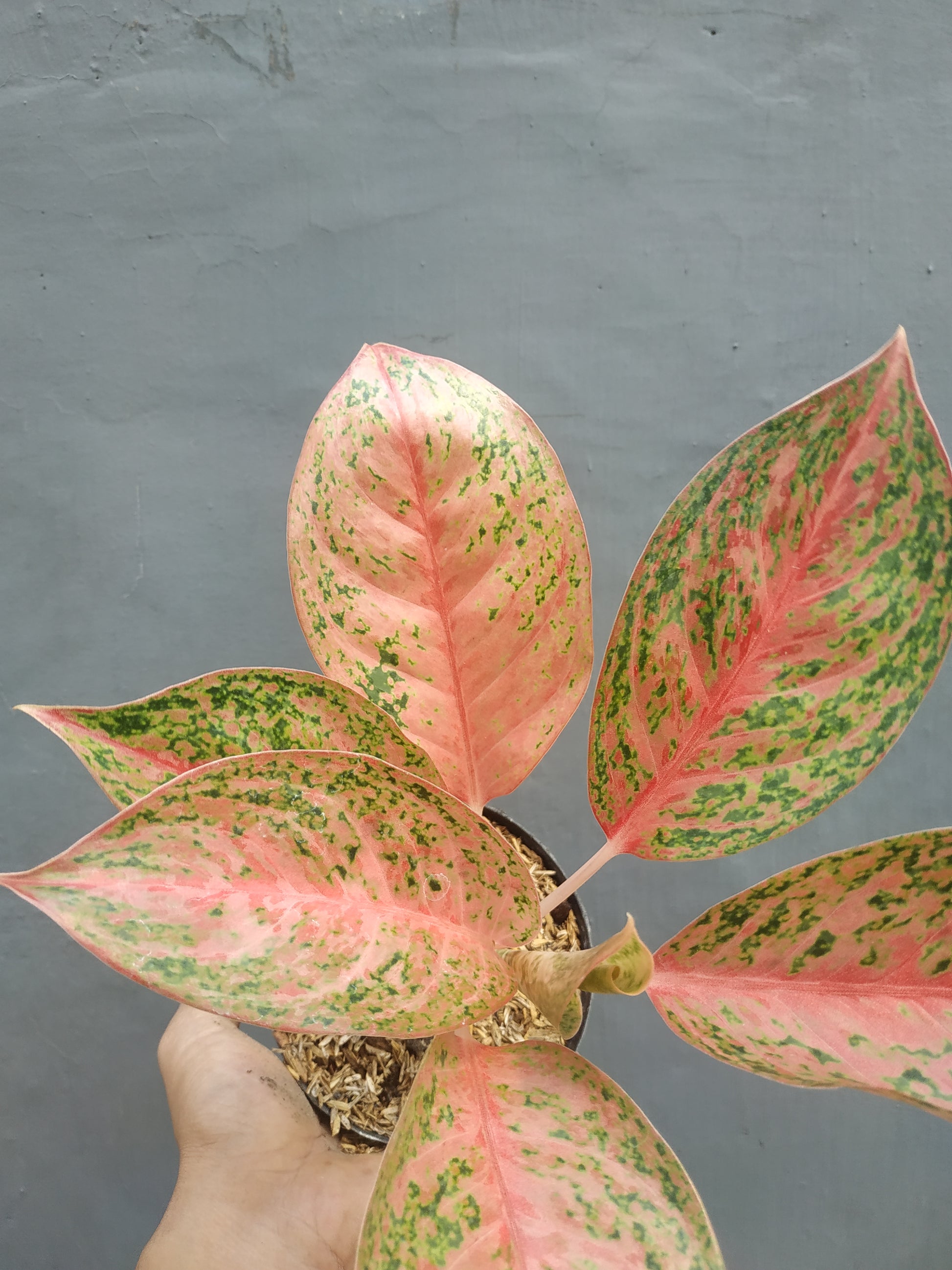 Aglaonema sexylia, live aglaonema sexylia, live aglaonema sexylia plants, rare aglaonema sexylia, rare aglaonema sexylia live plants, tropical aglaonema sexylia live plants, wholesale aglaonema sexylia, outdoor plant, indoor plants, winter plants, summer plants, spring plants, houseplants, rare aglaonema sexylia live plants, live aglaonema sexylia rare plants