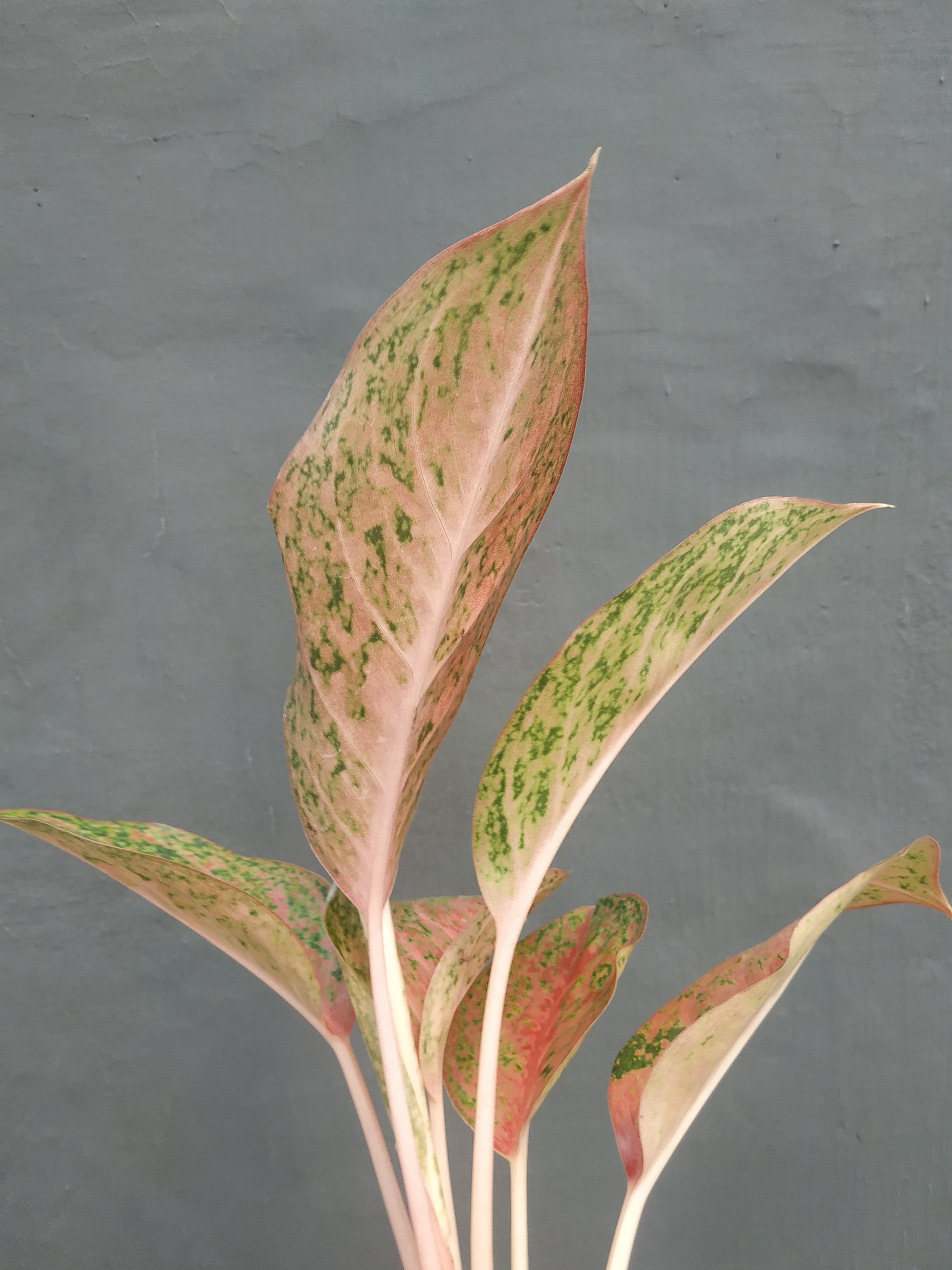 Aglaonema sexylia, live aglaonema sexylia, live aglaonema sexylia plants, rare aglaonema sexylia, rare aglaonema sexylia live plants, tropical aglaonema sexylia live plants, wholesale aglaonema sexylia, outdoor plant, indoor plants, winter plants, summer plants, spring plants, houseplants, rare aglaonema sexylia live plants, live aglaonema sexylia rare plants