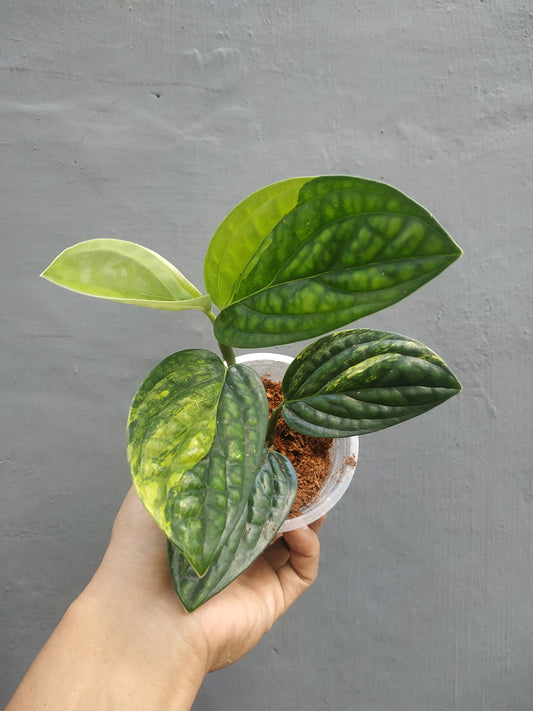 Monstera Peru Karstenianum Variegated