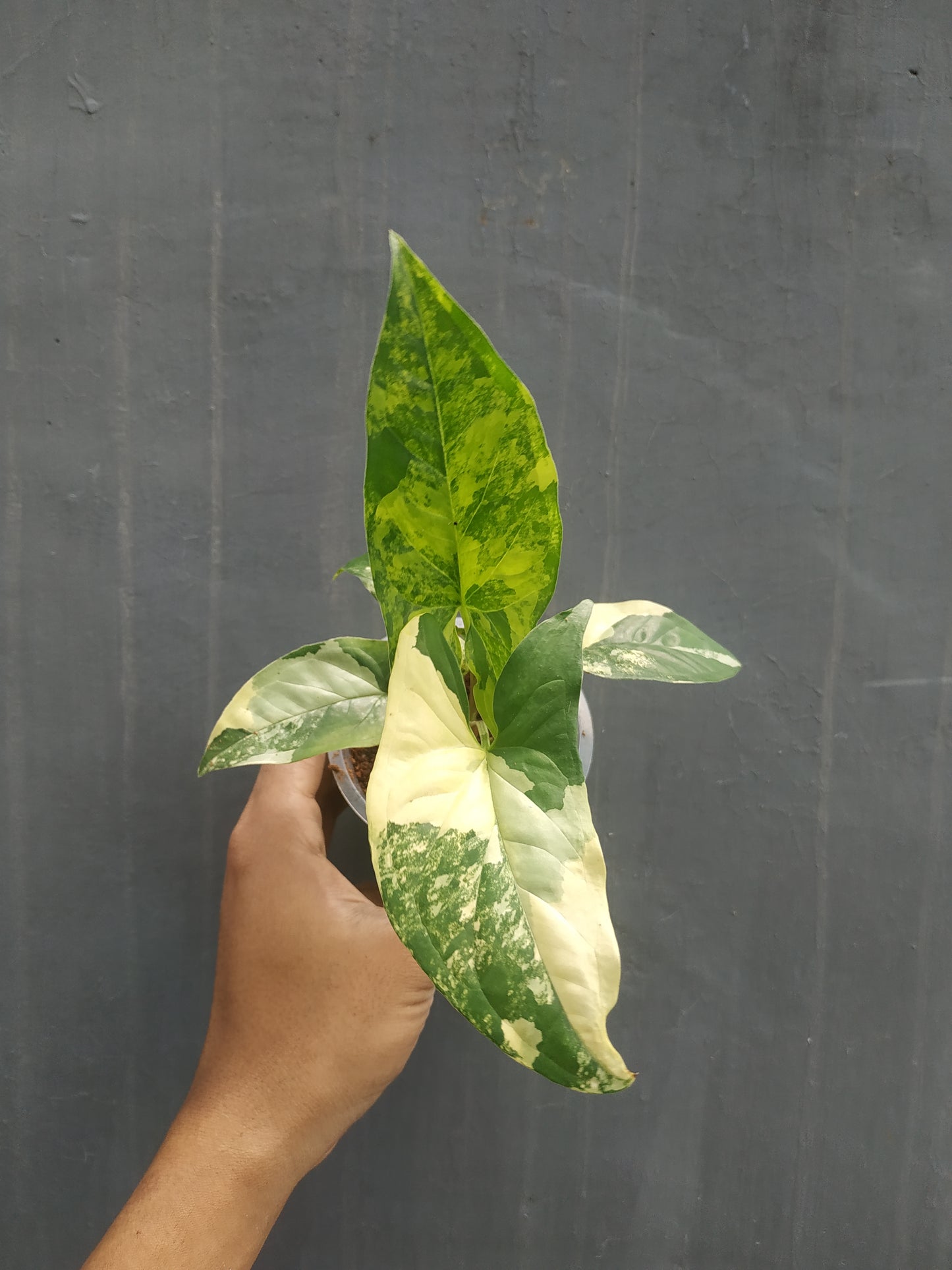 Wholesale 6x Syngonium Aurea Yellow Variegated