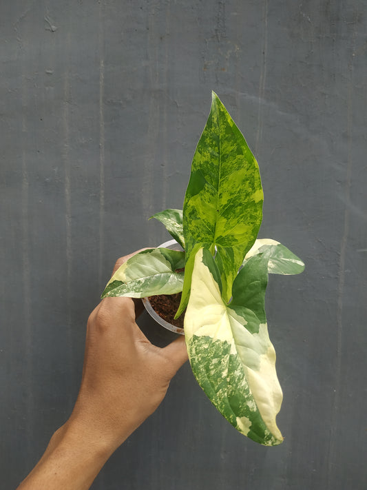 Wholesale 3x Syngonium Aurea Yellow Variegated