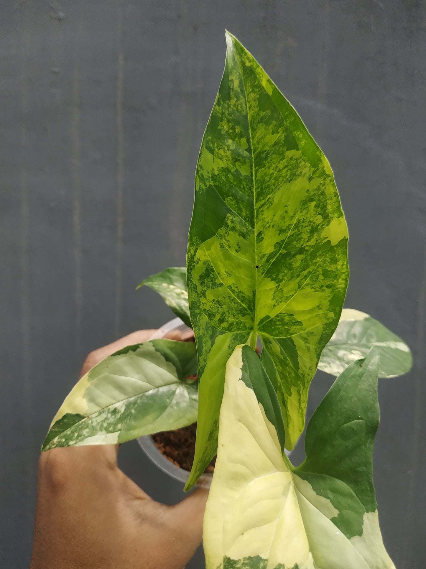 Wholesale 10x Syngonium Aurea Yellow Variegated