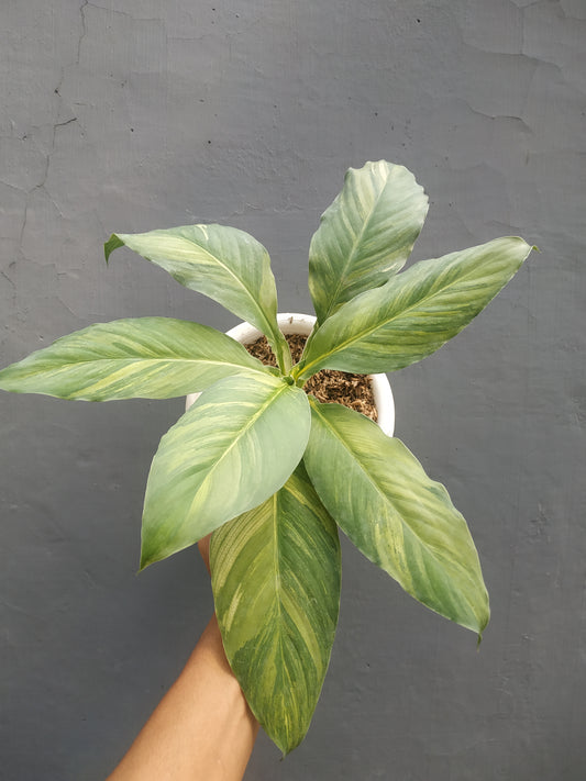 Spathiphyllum Sensation Aurea Variegated Mauna Loa