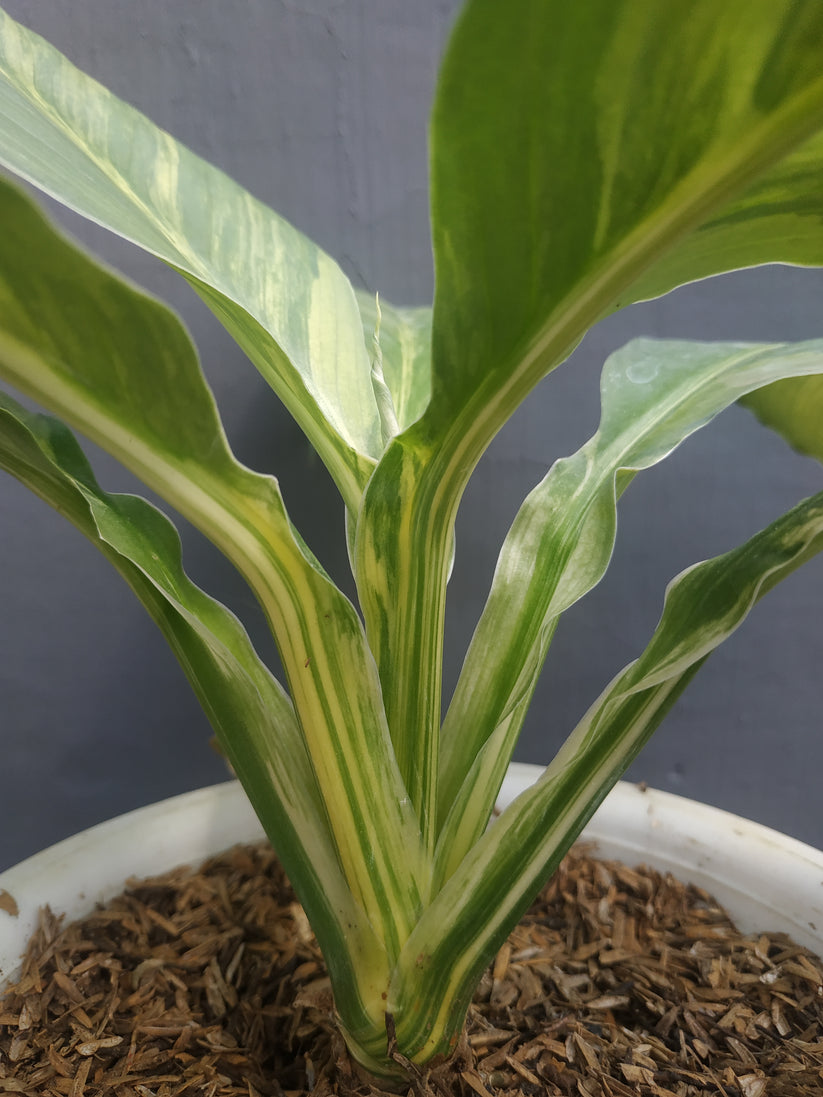 Spathiphyllum Sensation Aurea Variegated Mauna Loa – Giant Tropical Nursery