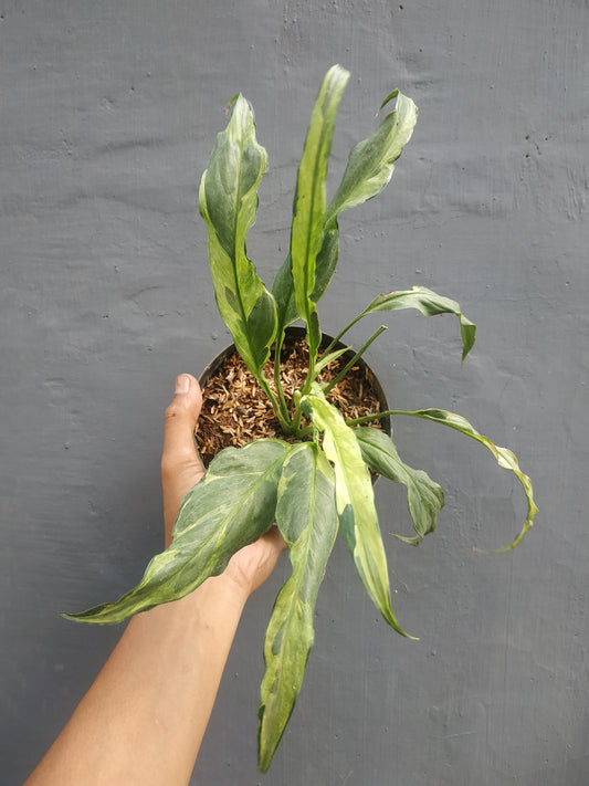 Spathiphyllum Curly Aurea yellow Variegated