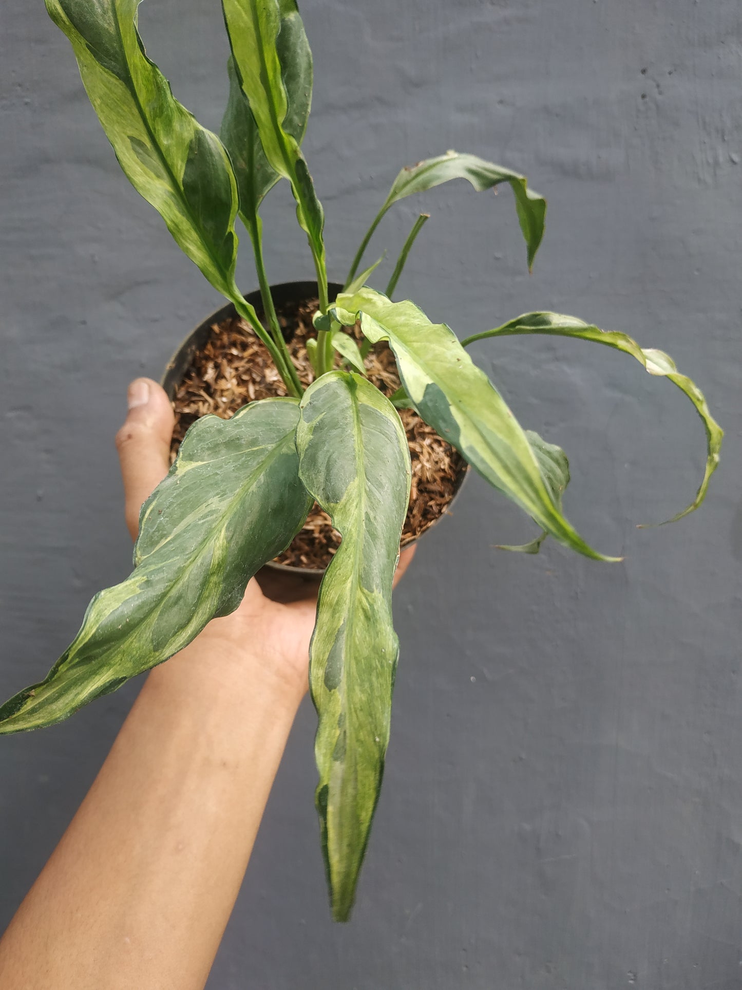 Spathiphyllum Curly Aurea yellow Variegated