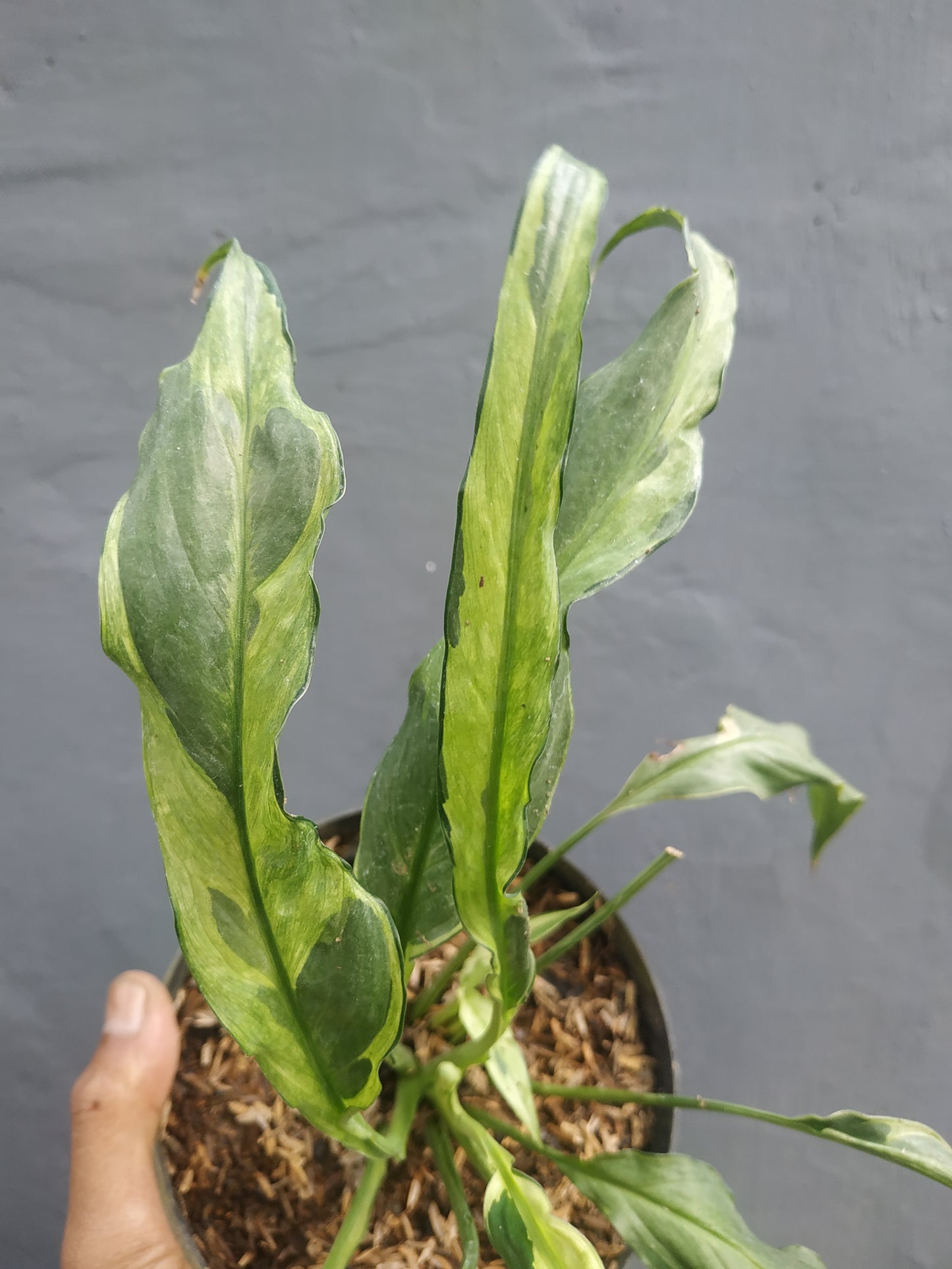 Spathiphyllum Curly Aurea yellow Variegated