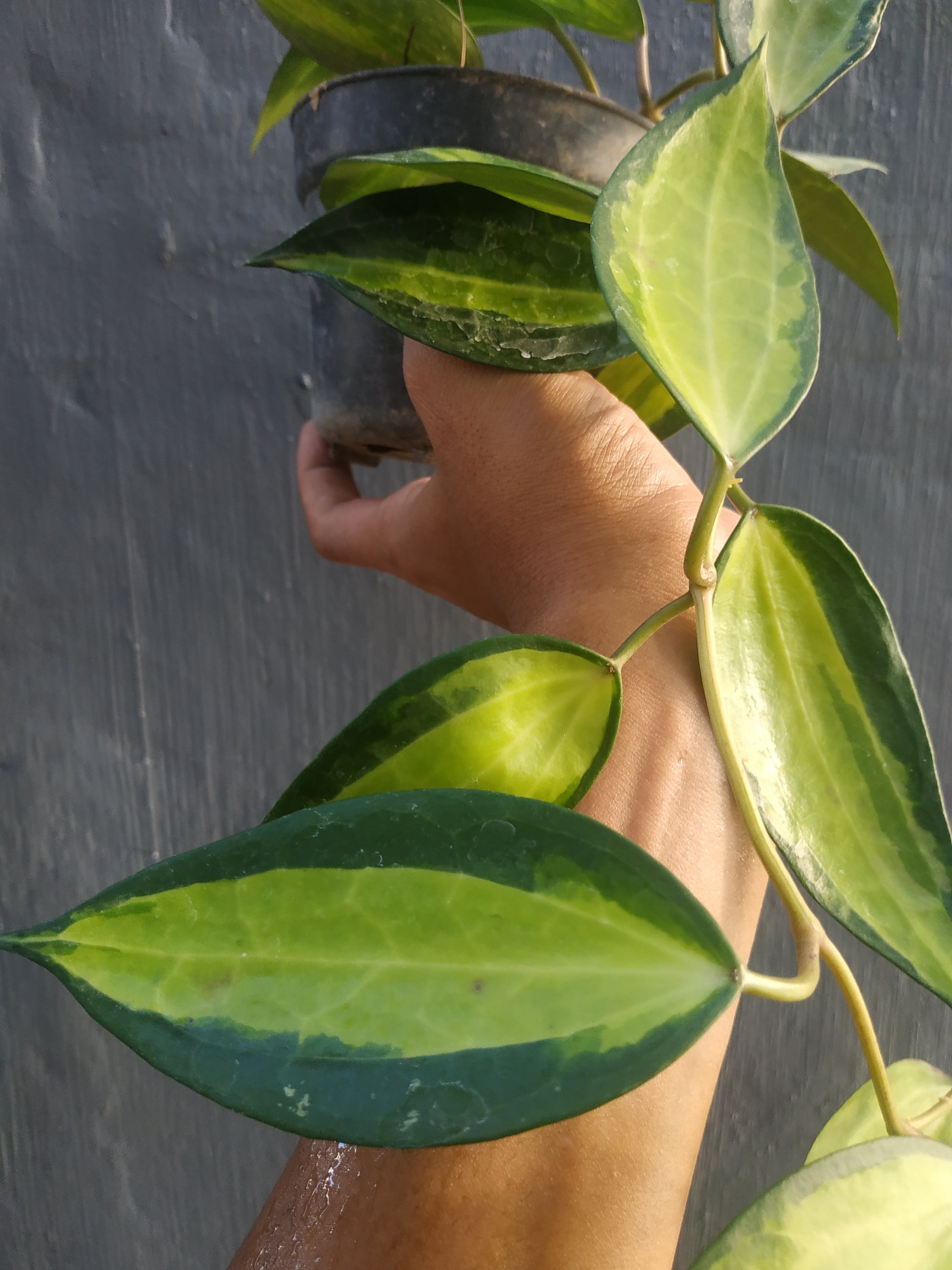 Hoya macrophylla pot of gold, live Hoya macrophylla pot of gold, live Hoya macrophylla pot of gold plants, rare Hoya macrophylla pot of gold, rare Hoya macrophylla pot of gold, live plants Hoya macrophylla pot of gold, tropical Hoya macrophylla pot of gold live plants, wholesale Hoya macrophylla pot of gold, outdoor plant, indoor plants, winter plants, summer plants, spring plants, houseplants, rare Hoya macrophylla pot of gold live plants, live Hoya macrophylla pot of gold plants