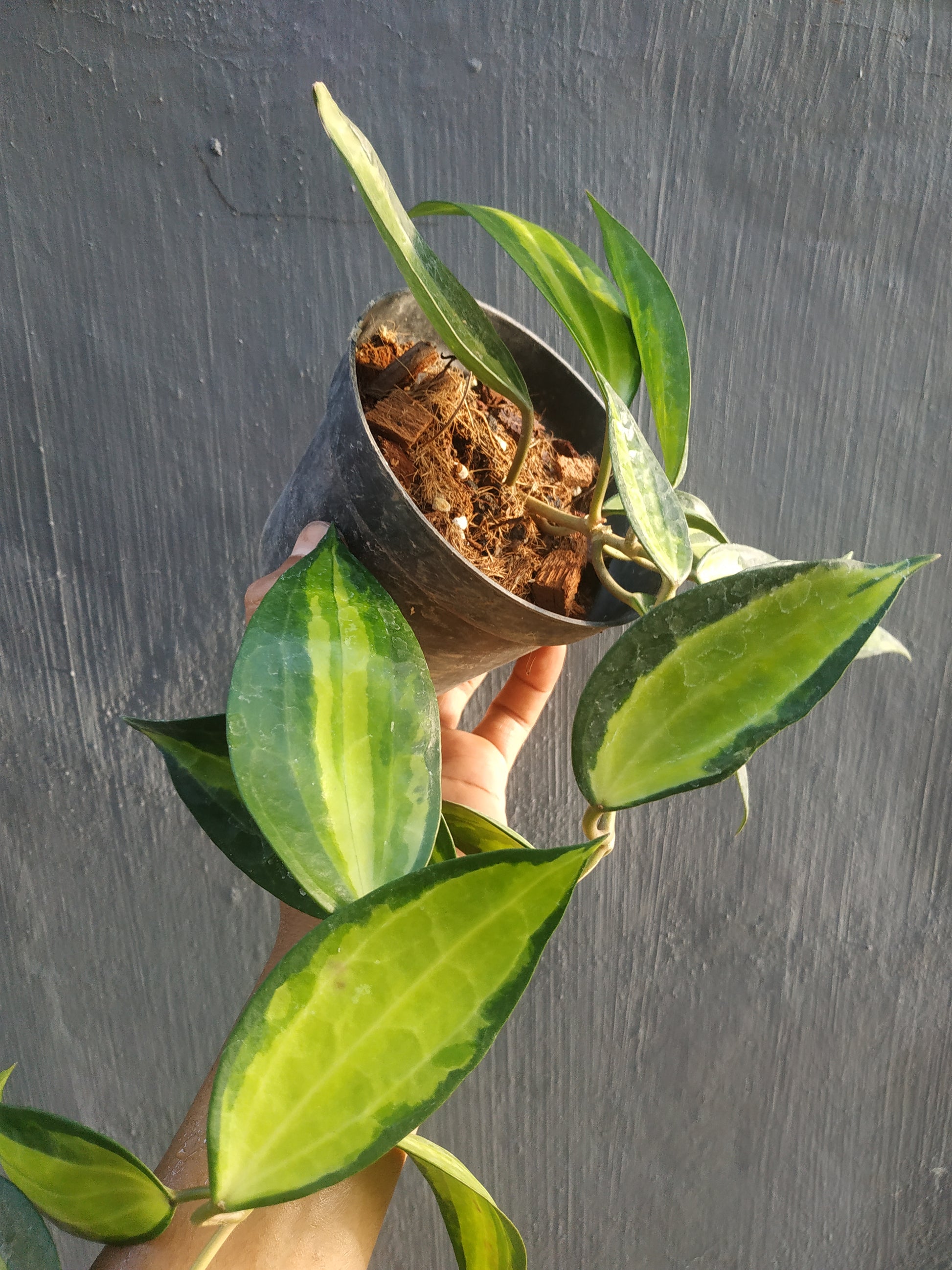 Hoya macrophylla pot of gold, live Hoya macrophylla pot of gold, live Hoya macrophylla pot of gold plants, rare Hoya macrophylla pot of gold, rare Hoya macrophylla pot of gold, live plants Hoya macrophylla pot of gold, tropical Hoya macrophylla pot of gold live plants, wholesale Hoya macrophylla pot of gold, outdoor plant, indoor plants, winter plants, summer plants, spring plants, houseplants, rare Hoya macrophylla pot of gold live plants, live Hoya macrophylla pot of gold plants