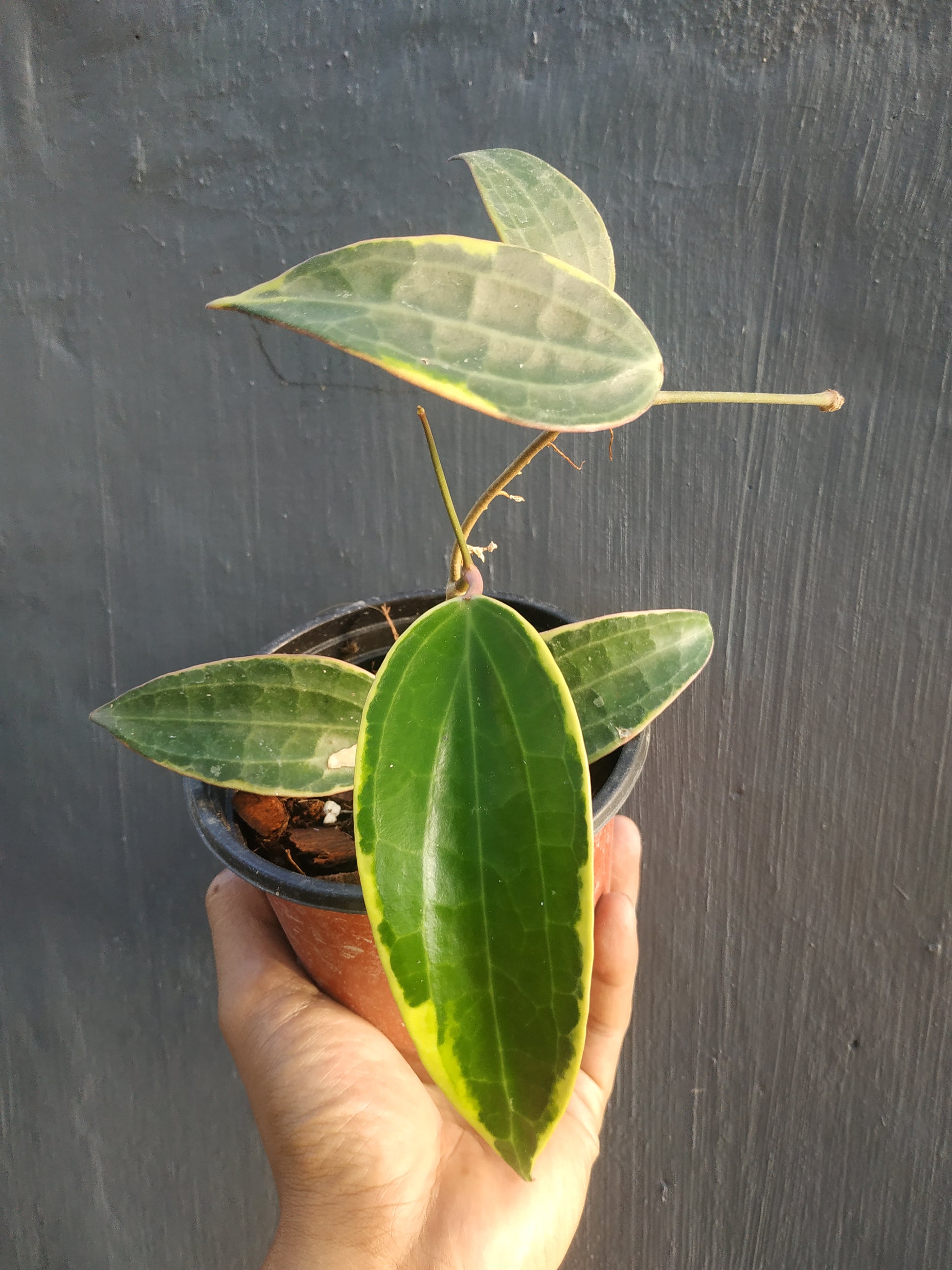 Hoya macrophylla variegated, live Hoya macrophylla variegated, live Hoya macrophylla variegated plants, rare Hoya macrophylla variegated, rare Hoya macrophylla variegated, live plants Hoya macrophylla variegated, tropical Hoya macrophylla variegated live plants, wholesale Hoya macrophylla variegated, outdoor plant, indoor plants, winter plants, summer plants, spring plants, houseplants, rare Hoya macrophylla variegated live plants, live Hoya macrophylla variegated plants