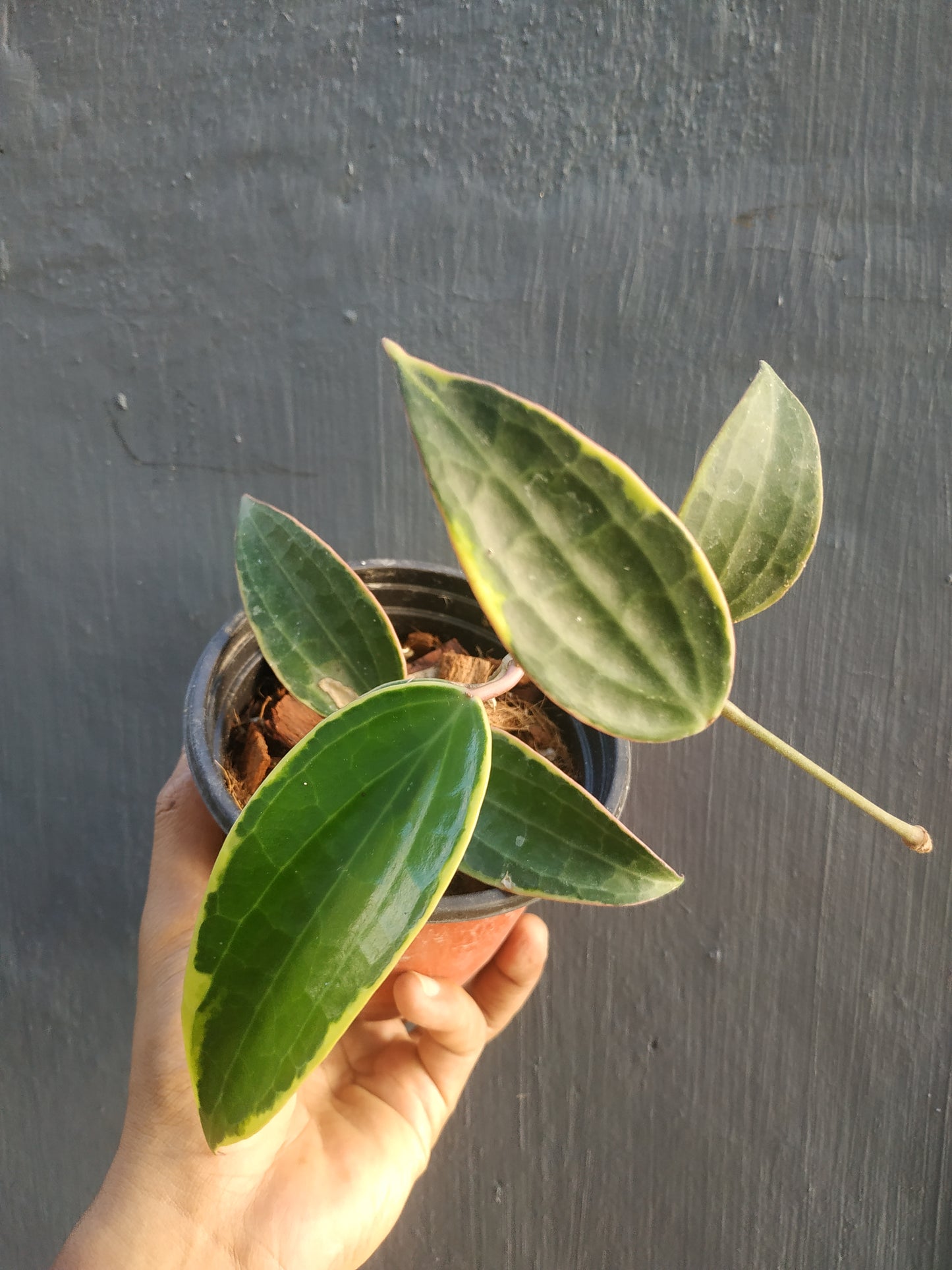 Hoya macrophylla variegated, live Hoya macrophylla variegated, live Hoya macrophylla variegated plants, rare Hoya macrophylla variegated, rare Hoya macrophylla variegated, live plants Hoya macrophylla variegated, tropical Hoya macrophylla variegated live plants, wholesale Hoya macrophylla variegated, outdoor plant, indoor plants, winter plants, summer plants, spring plants, houseplants, rare Hoya macrophylla variegated live plants, live Hoya macrophylla variegated plants