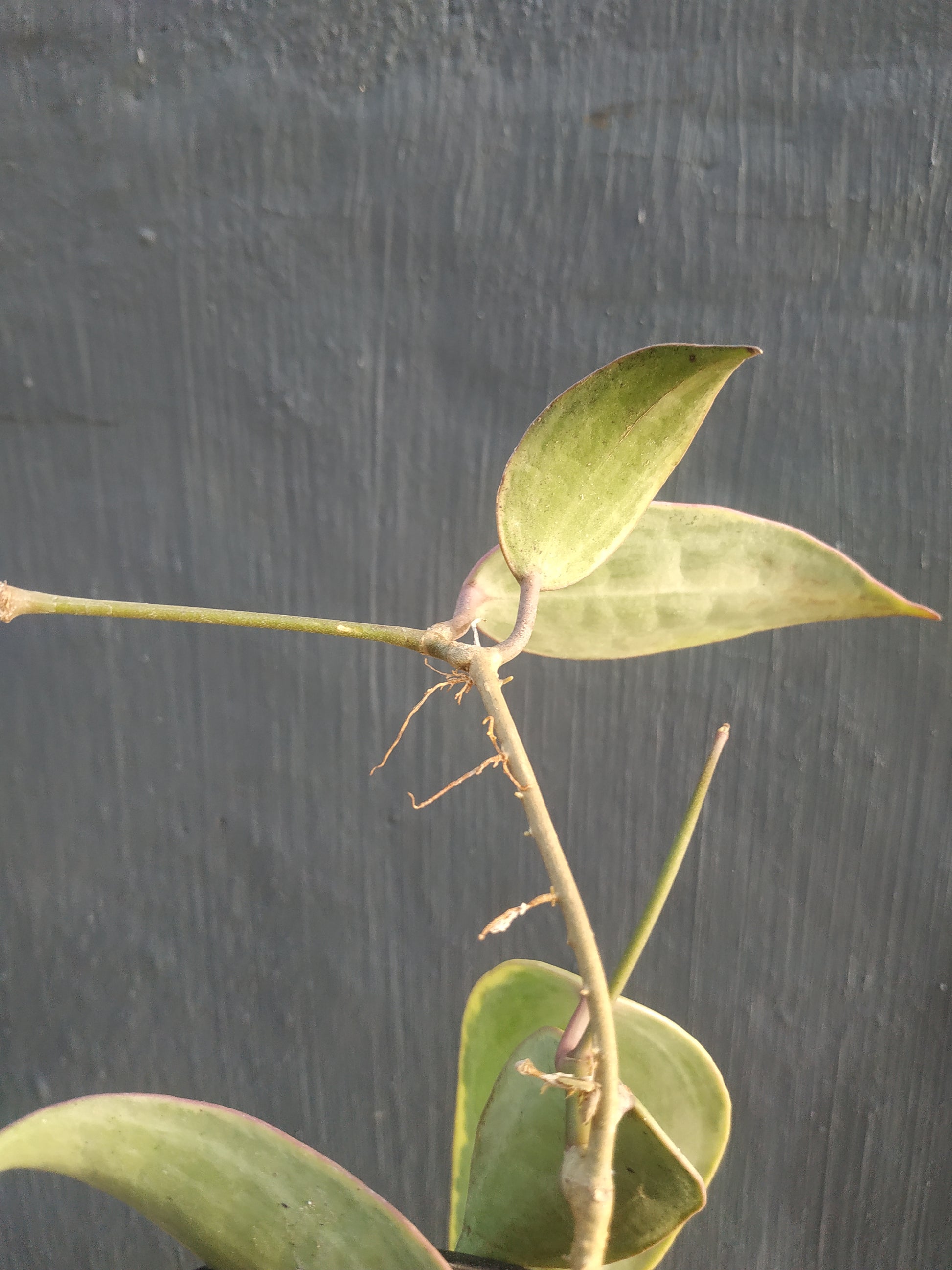 Hoya macrophylla variegated, live Hoya macrophylla variegated, live Hoya macrophylla variegated plants, rare Hoya macrophylla variegated, rare Hoya macrophylla variegated, live plants Hoya macrophylla variegated, tropical Hoya macrophylla variegated live plants, wholesale Hoya macrophylla variegated, outdoor plant, indoor plants, winter plants, summer plants, spring plants, houseplants, rare Hoya macrophylla variegated live plants, live Hoya macrophylla variegated plants