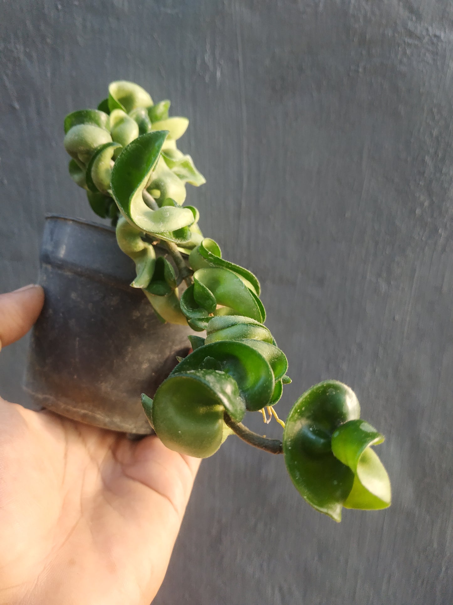 Hoya compacta, live Hoya compacta, live Hoya compacta plants, rare Hoya compacta, rare Hoya compacta, live plants Hoya compacta, tropical Hoya compacta live plants, wholesale Hoya compacta, outdoor plant, indoor plants, winter plants, summer plants, spring plants, houseplants, rare Hoya compacta live plants, live Hoya compacta plants