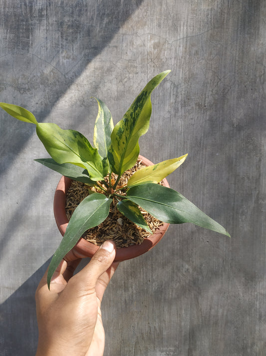 anthurium, anthurium plowmanii variegated, live anthurium plowmanii variegated, live anthurium plowmanii variegated plants, rare anthurium plowmanii variegated, rare anthurium plowmanii variegated live plants, tropical anthurium plowmanii variegated live plants, wholesale anthurium plowmanii variegated, outdoor plant, indoor plants, winter plants, summer plants, spring plants, houseplants, rare anthurium plowmanii variegated plants, live anthurium plowmanii variegated rare plants