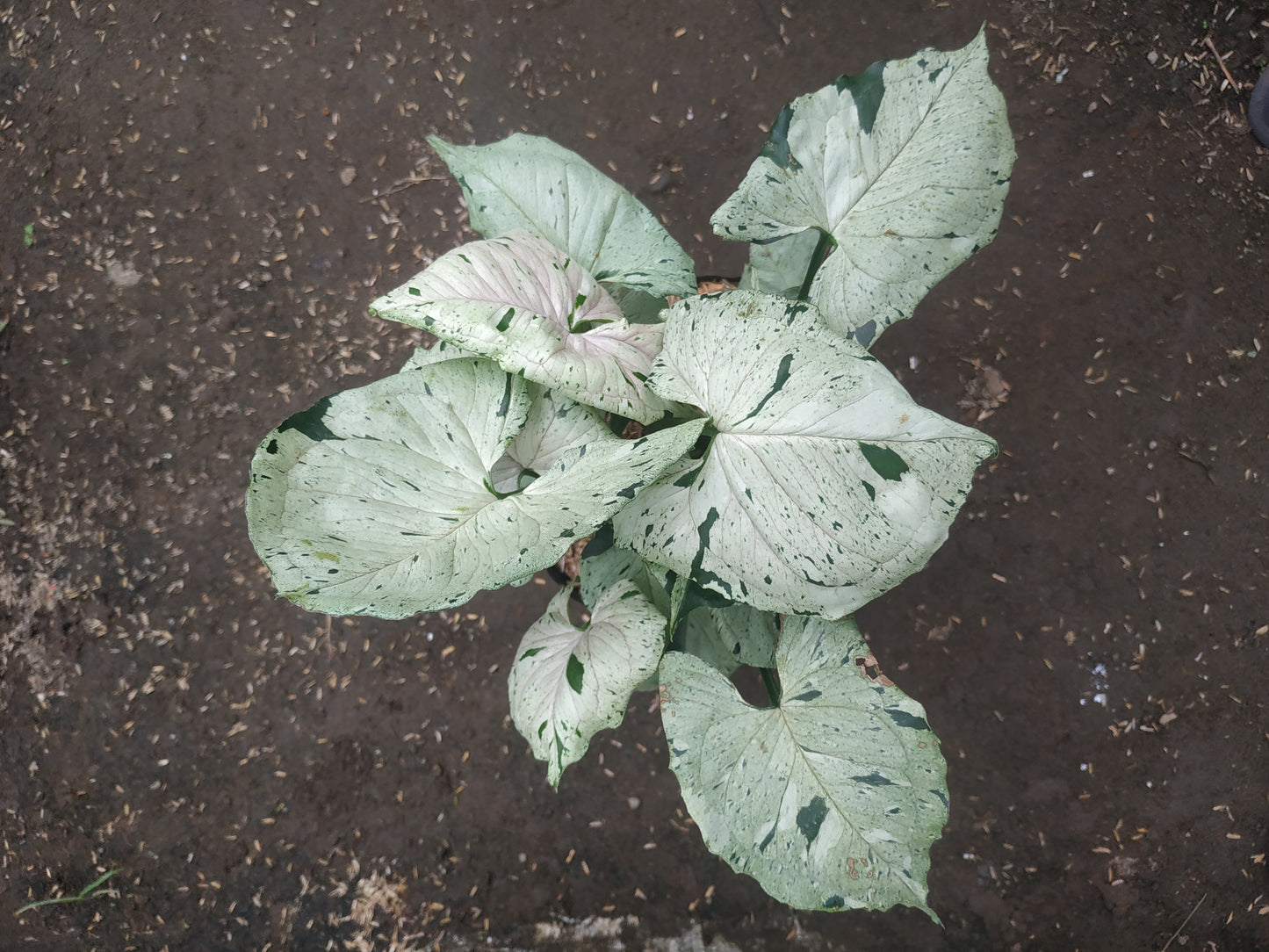 Syngonium Green Splash a. k. a Grey Ghost