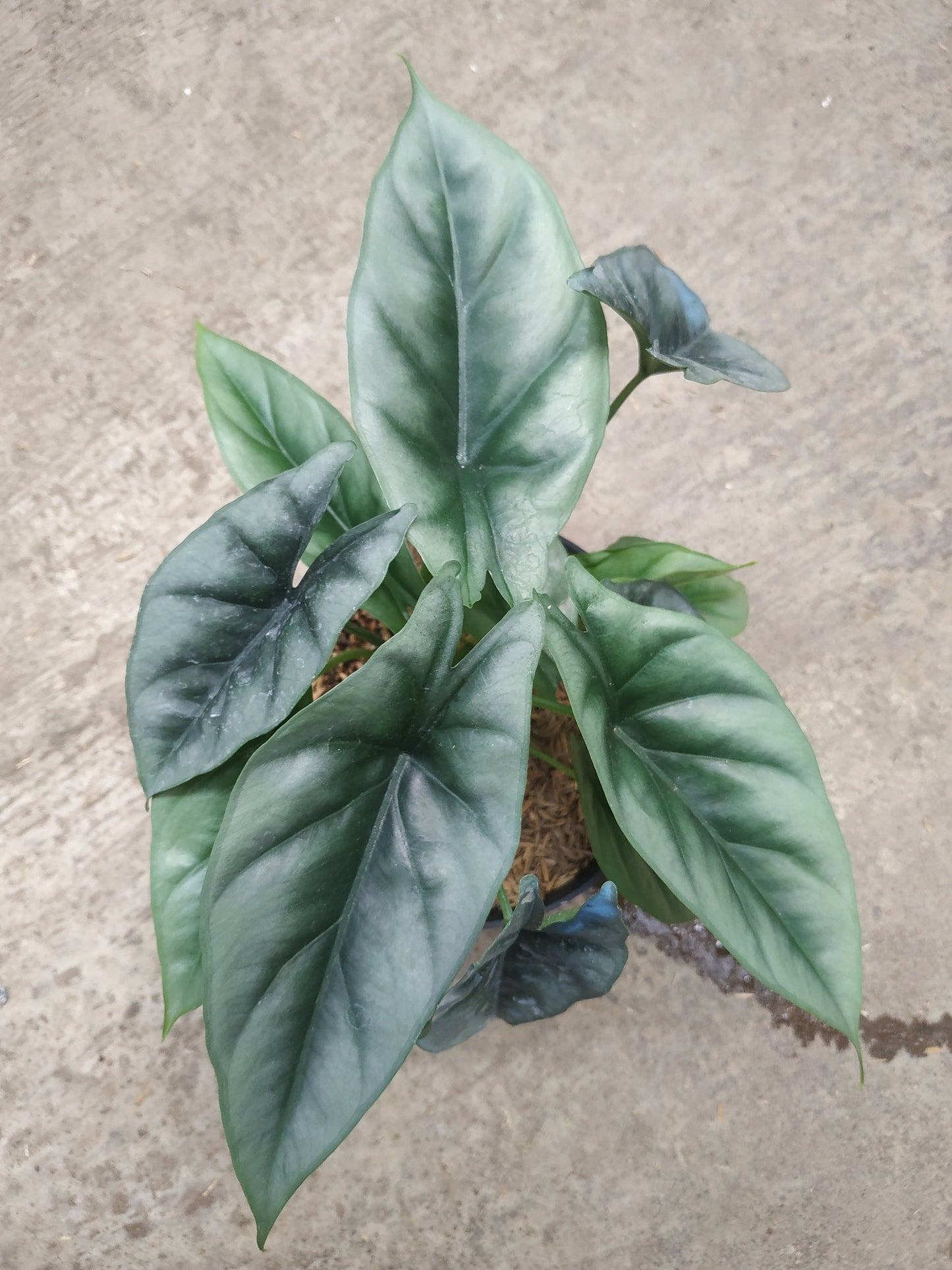 alocasia, live alocasia reverse, live alocasia reverse plants, rare reverse, rare alocasia reverse live plants, tropical alocasia reverse live plants, wholesale alocasia reverse, outdoor plant, indoor plants, winter plants, summer plants, spring plants, houseplants, rare alocasia reverse plants, live alocasia reverse rare plants