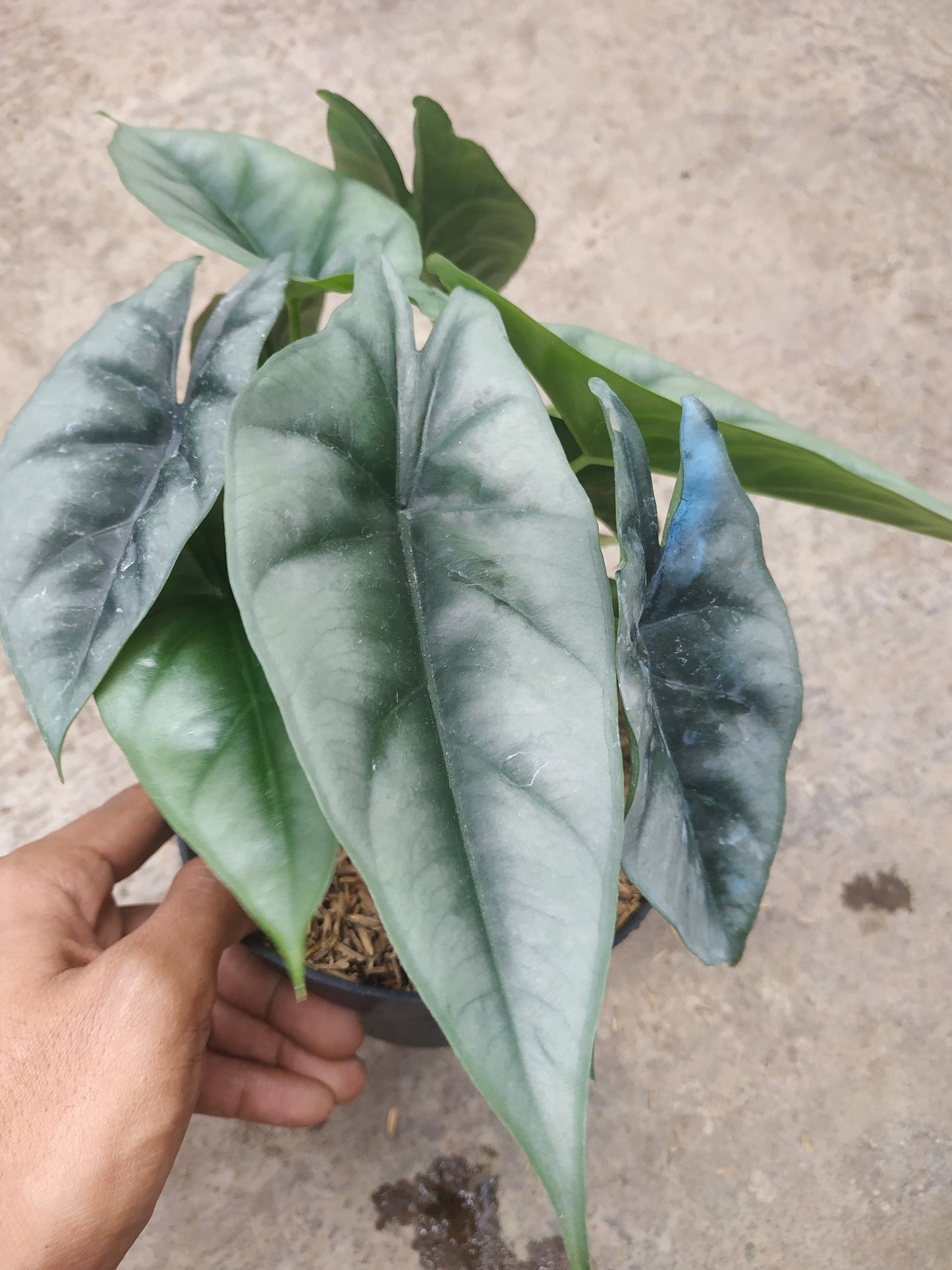 Alocasia Reverse