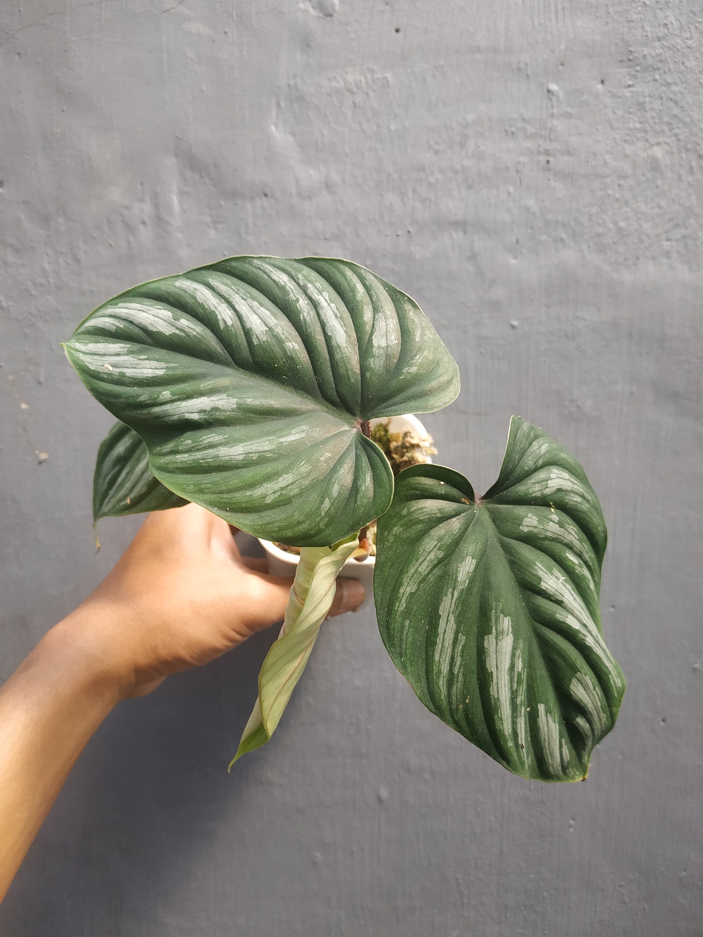 Philodendron Plowmanii Narrow Form Black Face