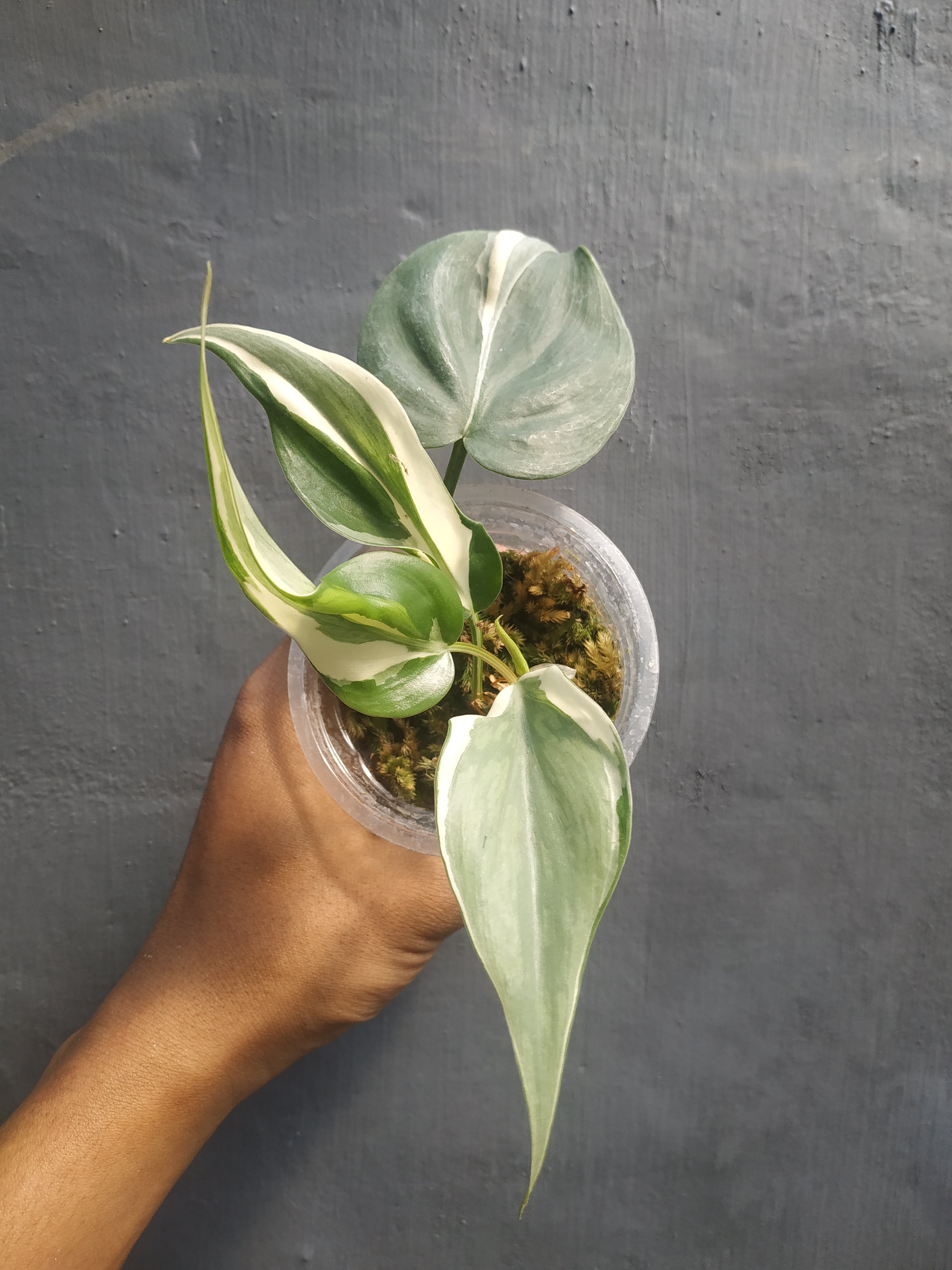 Philodendron Rio – Giant Tropical Nursery