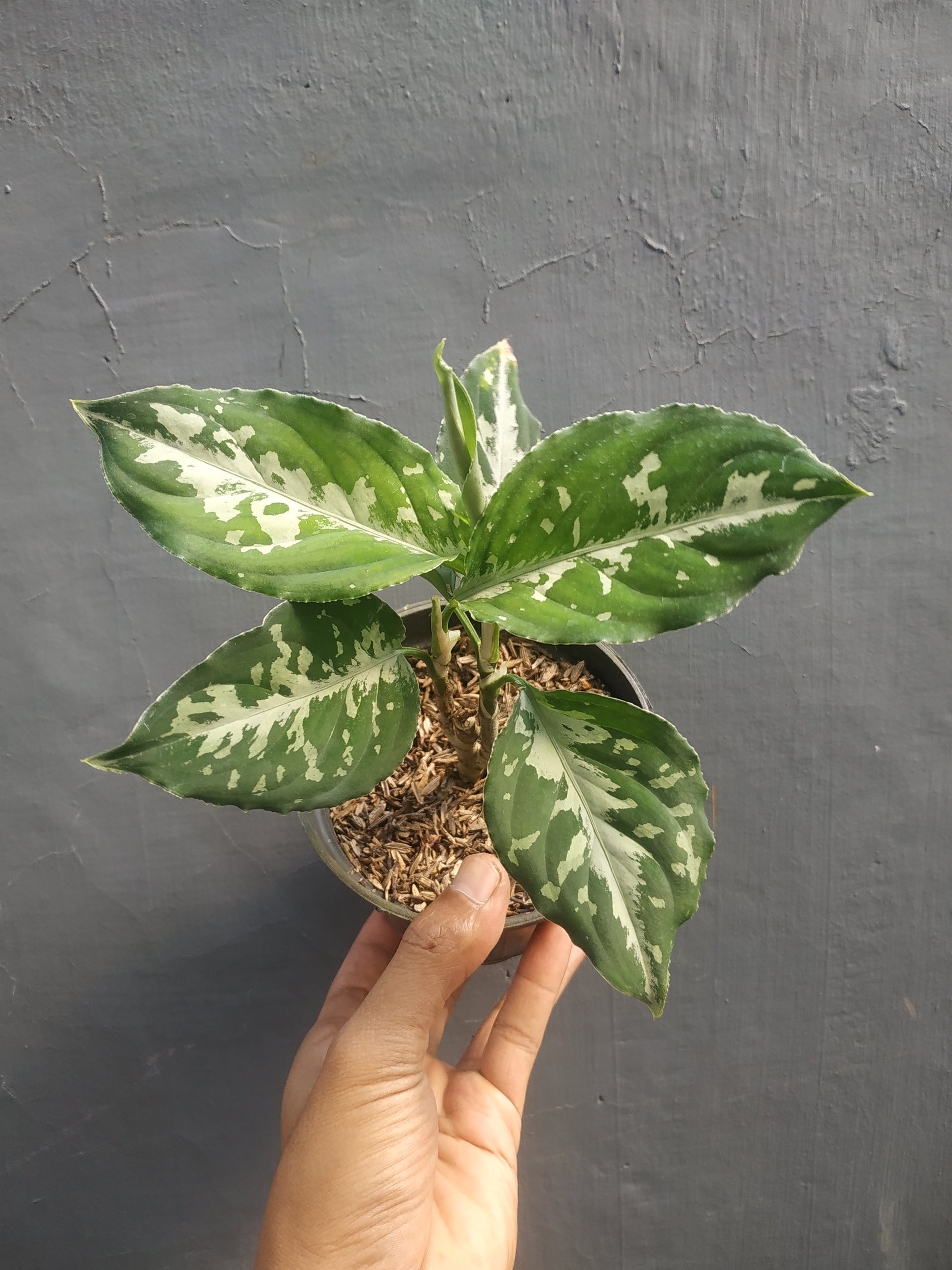 Aglaonema pictum bicolor, live aglaonema pictum bicolor, live aglaonema pictum bicolor plants, rare aglaonema pictum bicolor, rare aglaonema pictum bicolor live plants, tropical aglaonema pictum bicolor live plants, wholesale aglaonema pictum bicolor, outdoor plant, indoor plants, winter plants, summer plants, spring plants, houseplants, rare aglaonema pictum bicolor live plants, live aglaonema pictum bicolor rare plants